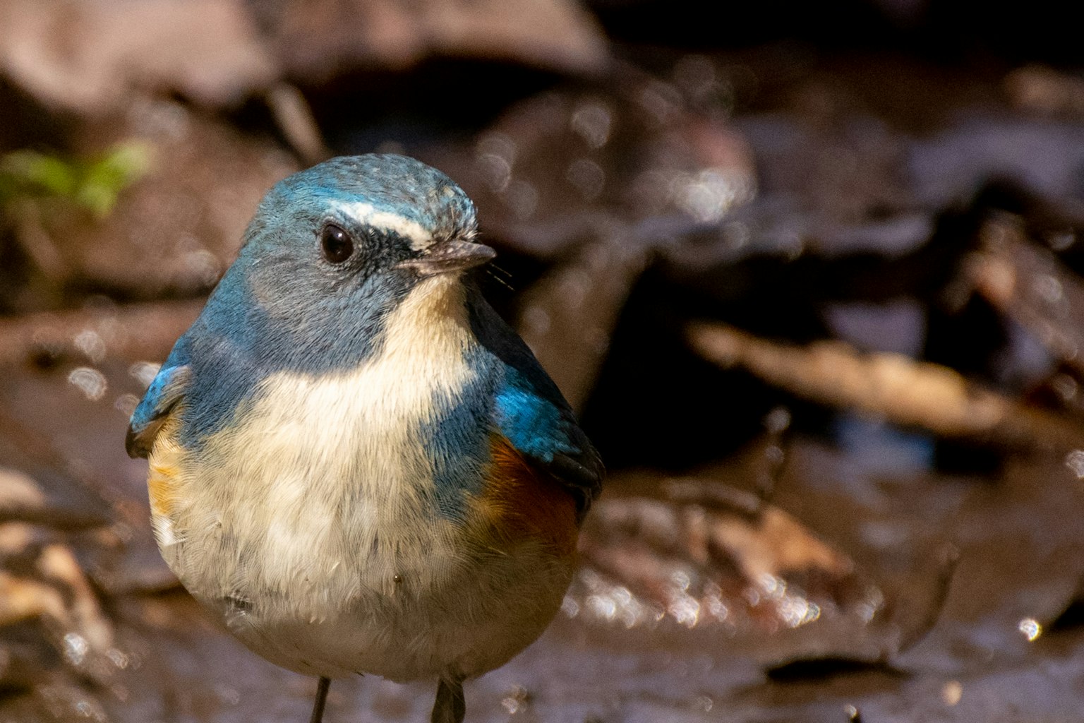Un piccolo uccello con piume blu che sta vicino all'acqua