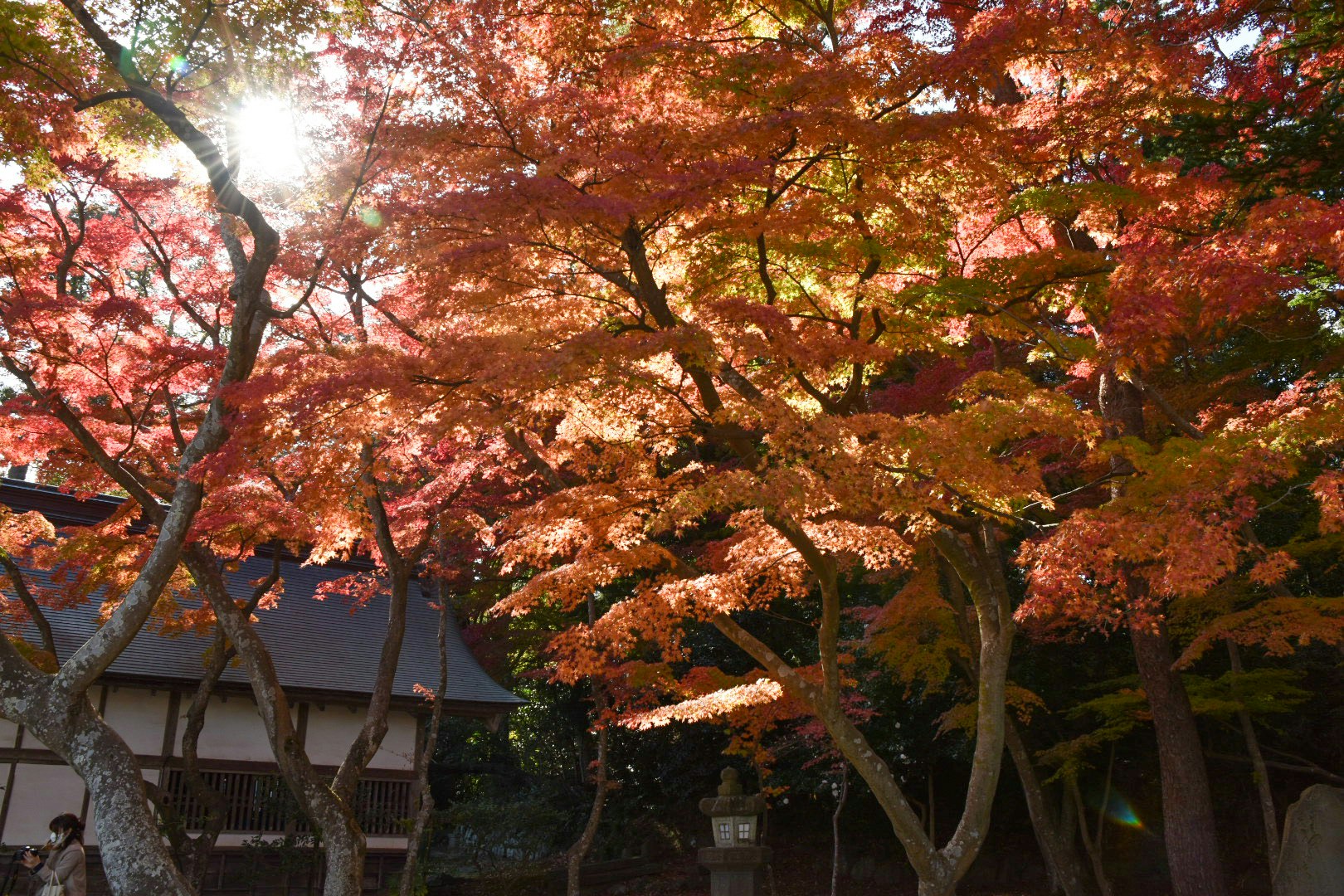 Allée d’érables en automne avec des feuilles illuminées par le soleil dans un jardin