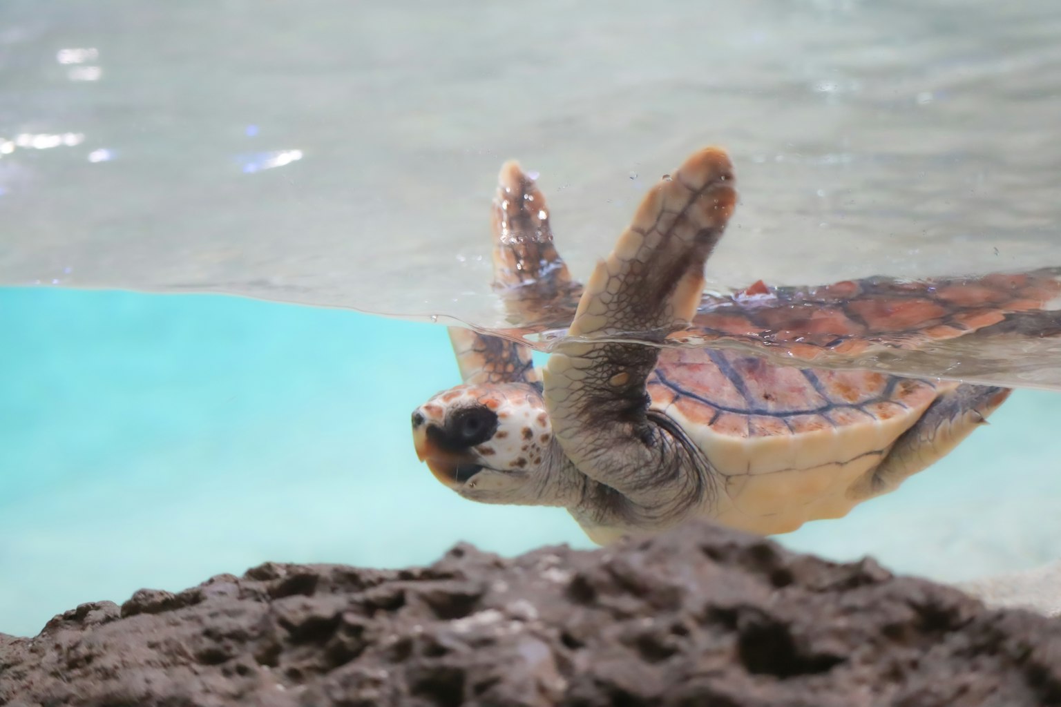 Eine Meeresschildkröte, die unter Wasser schwimmt, mit einem klaren blauen Hintergrund und einer felsigen Oberfläche