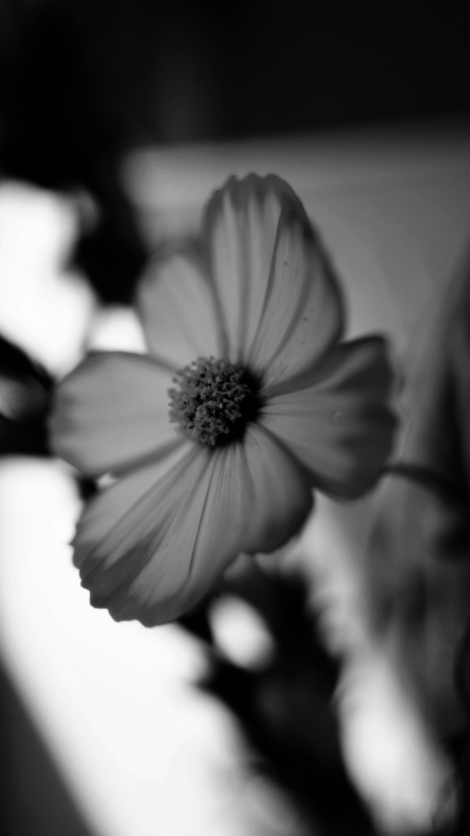 밝은 배경에 강조된 꽃잎의 흑백 클로즈업