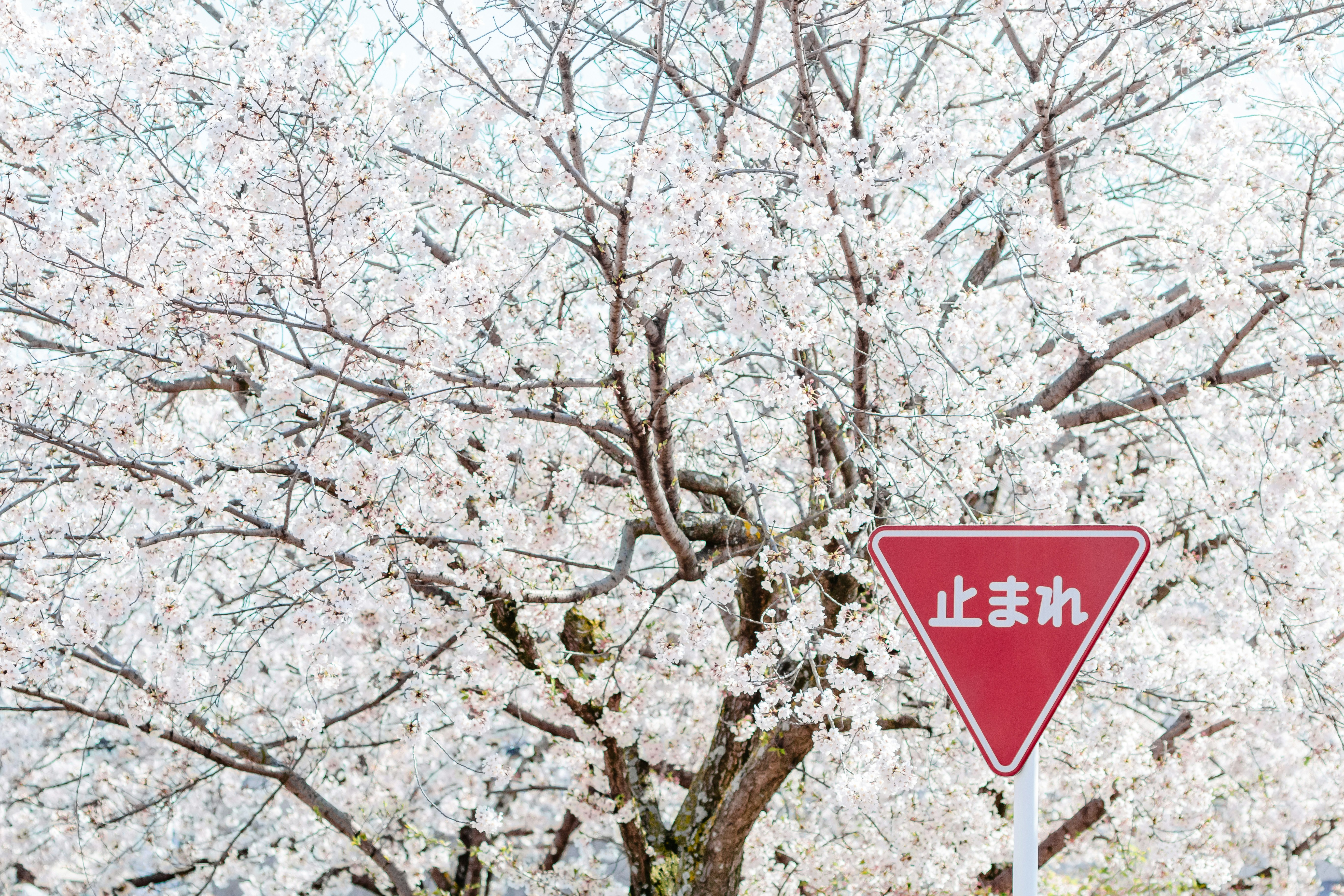 桜並木の枝と「止まれ」標識のある春の風景