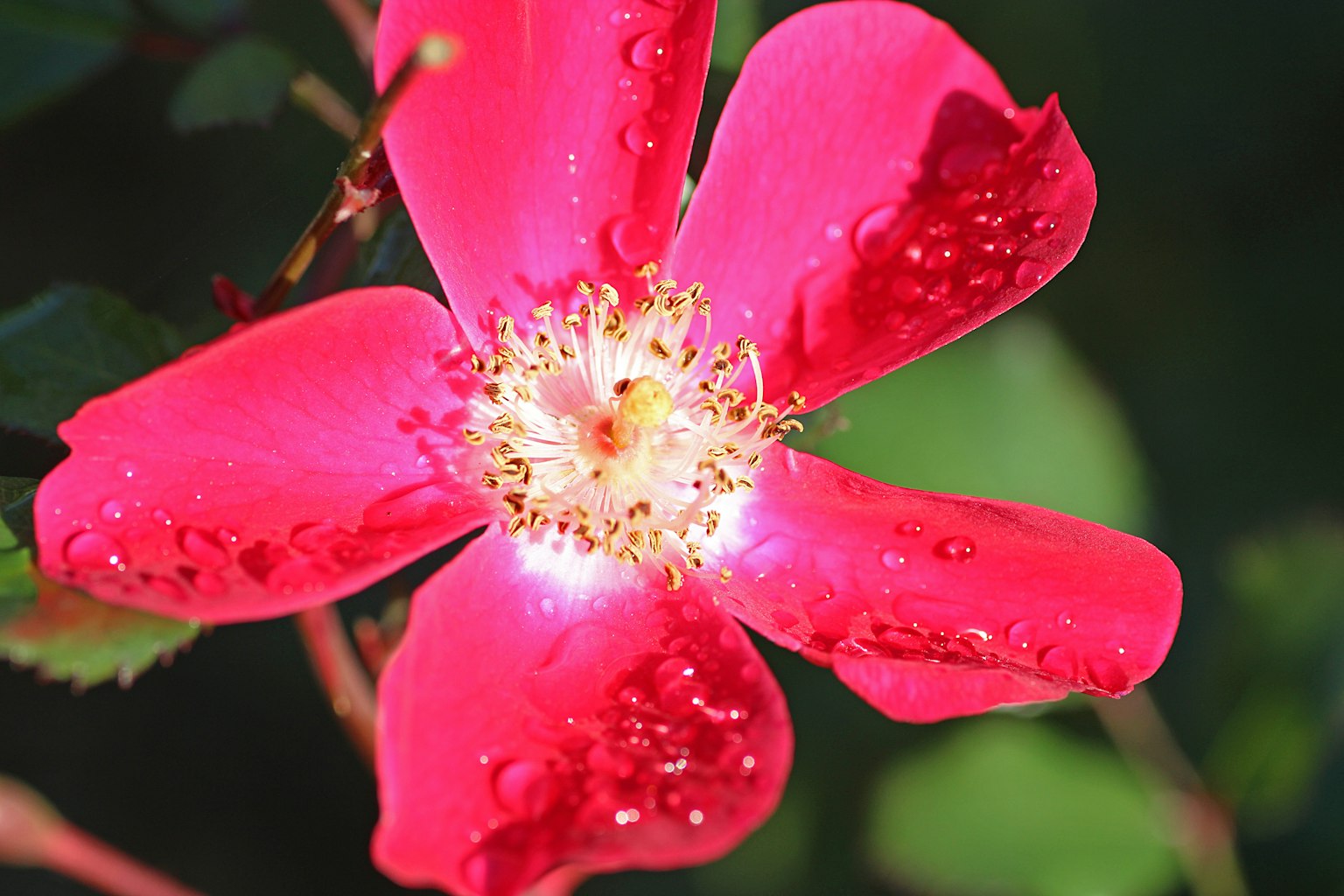 Fiore rosa vibrante con gocce d'acqua