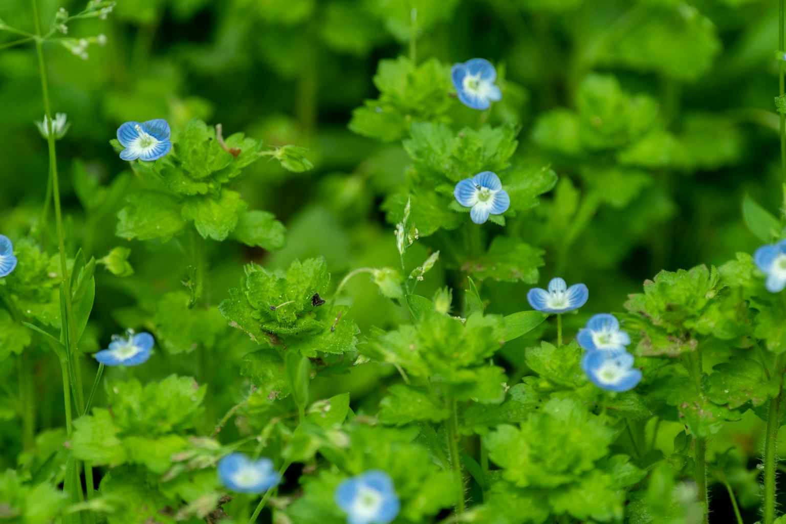 Un primo piano di fogliame verde vibrante con piccoli fiori blu