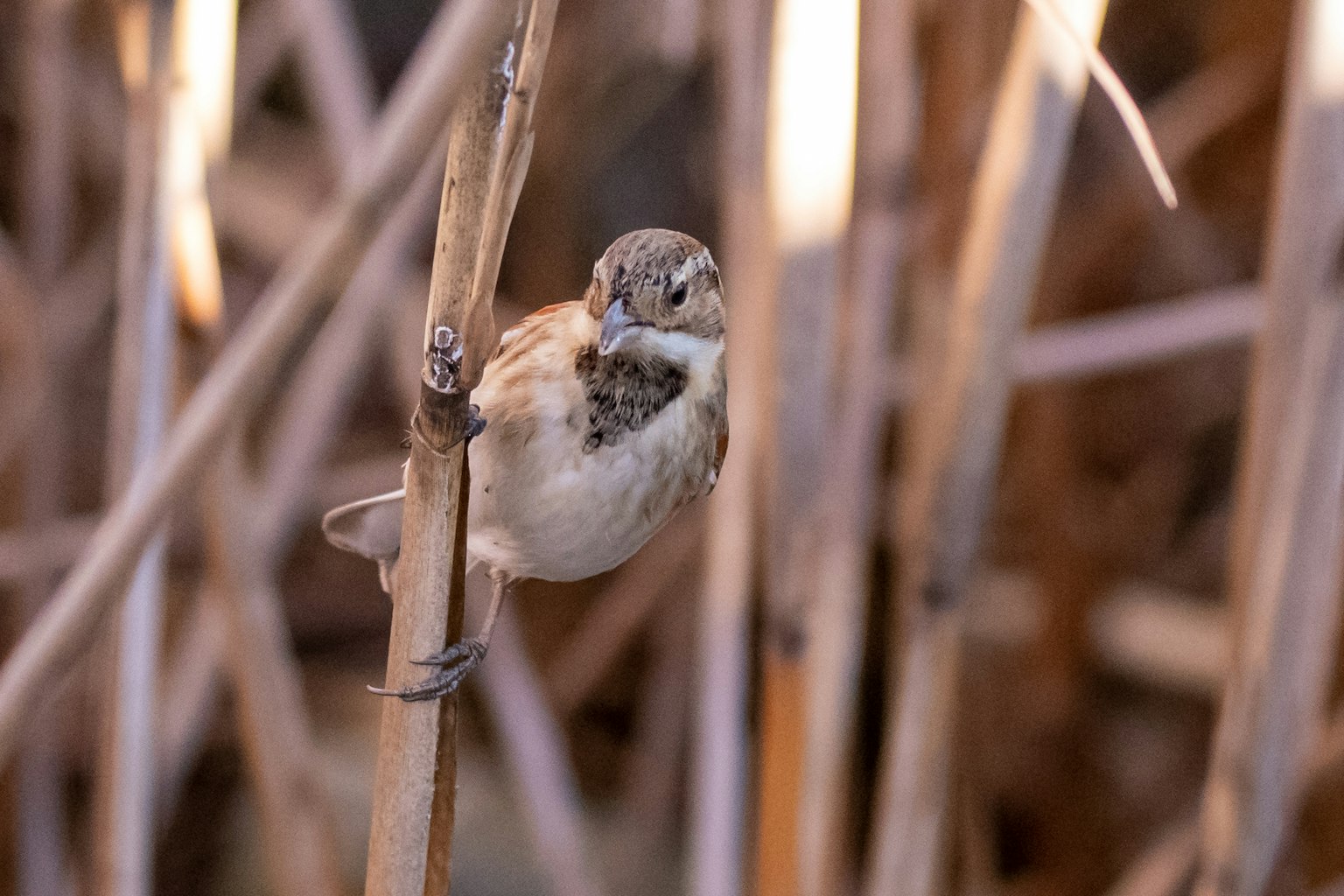 Un pequeño pájaro posado en un tallo con un fondo natural