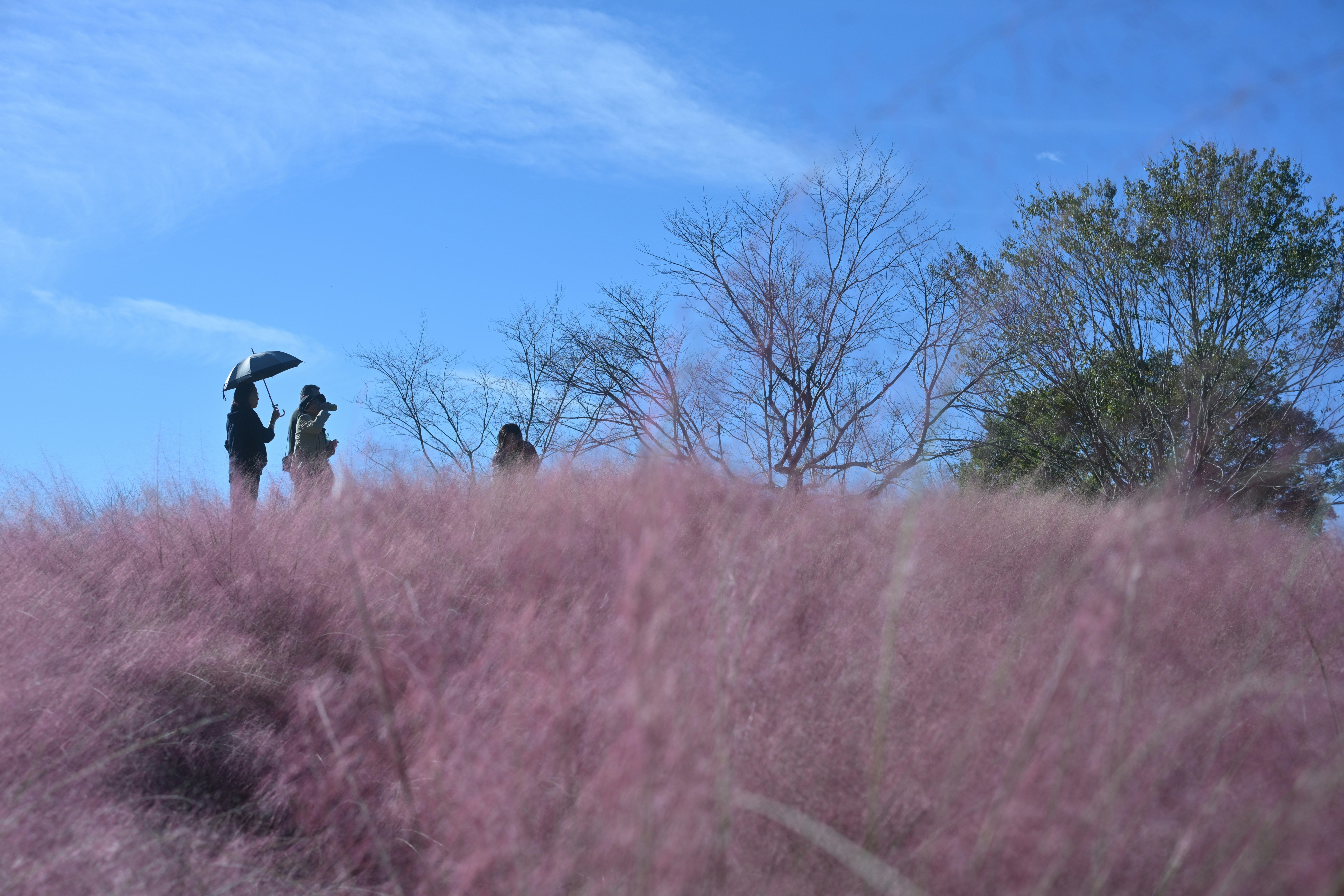 ピンクの花の群生と青空の下の散策する人