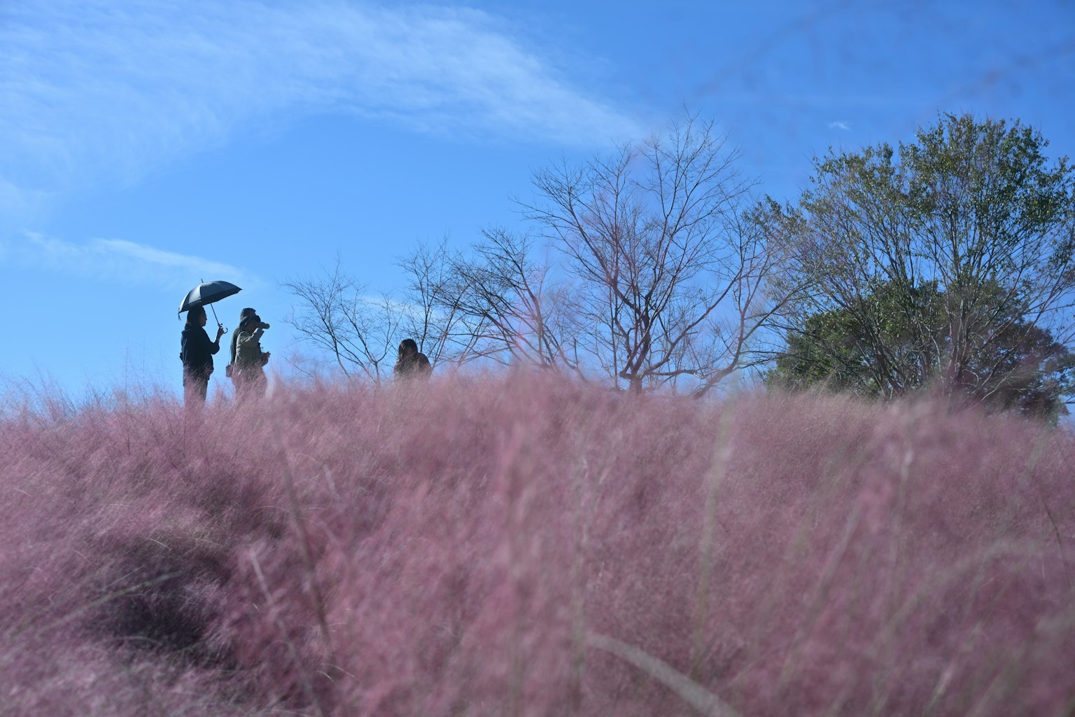 Orang-orang berdiri di padang rumput pink di bawah langit biru