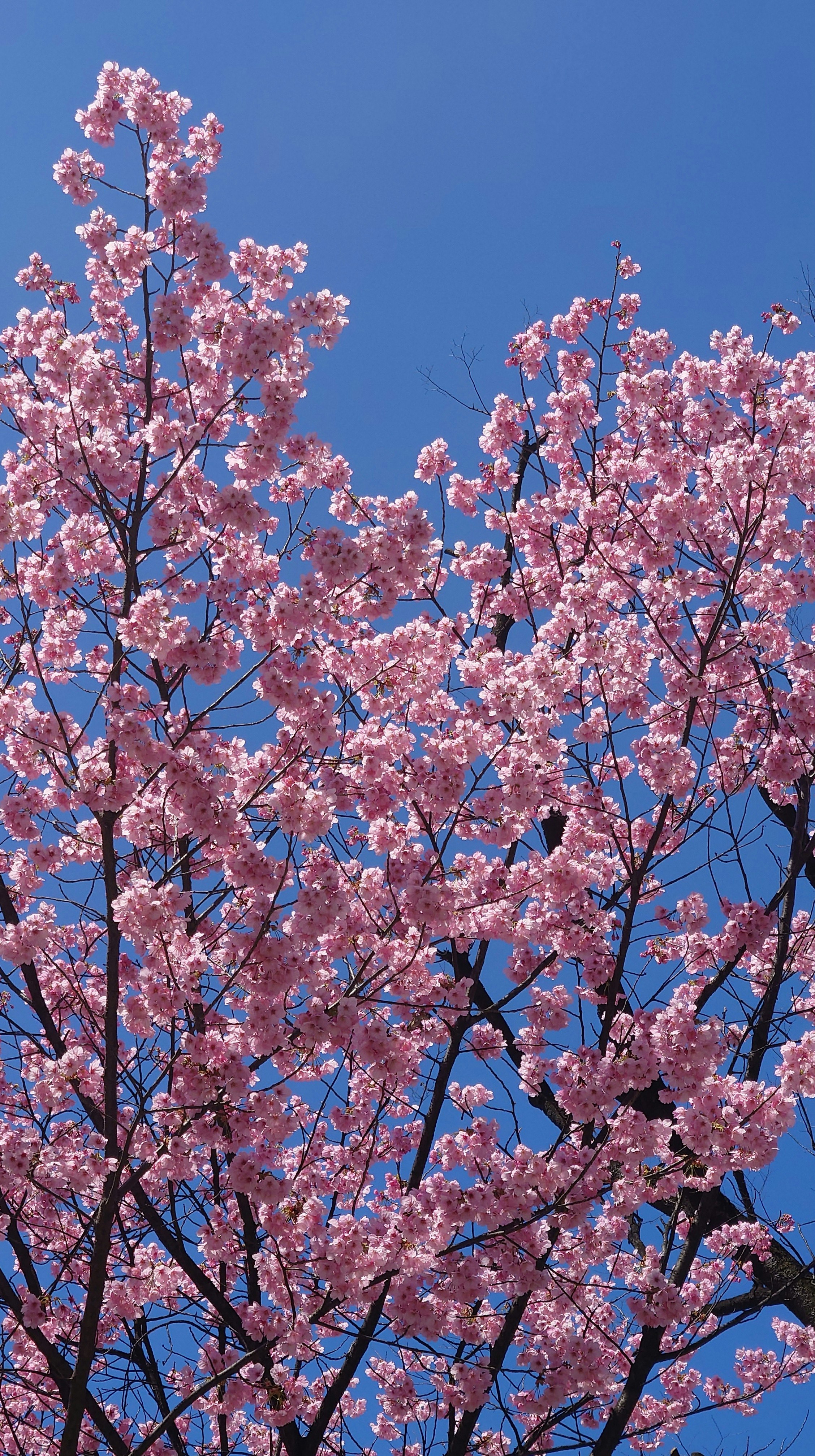 大阪府の青空に映える満開の桜の枝
