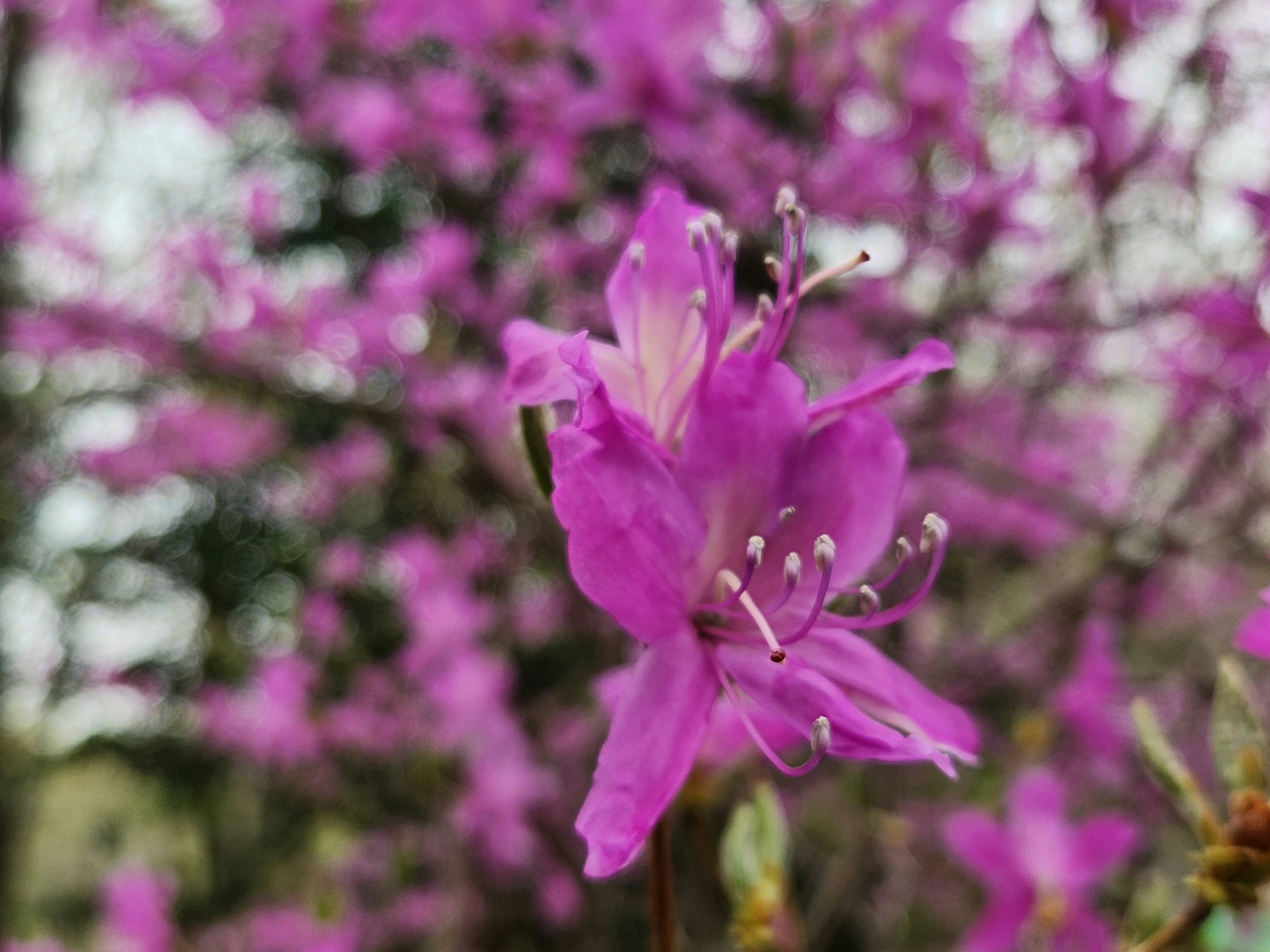 紫の花が咲き乱れる庭のボケた花畑