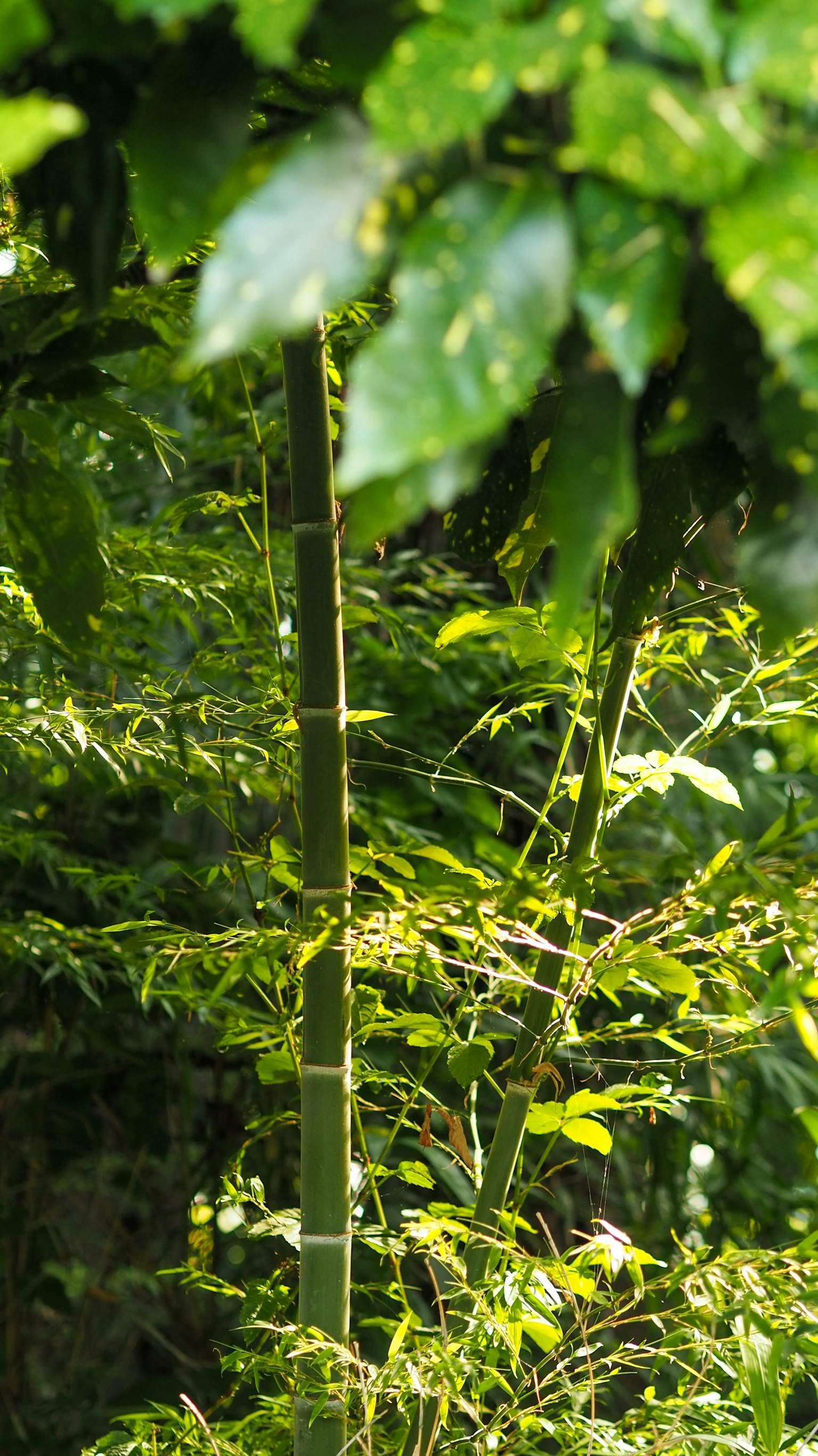 ลำต้นของไผ่ที่ล้อมรอบด้วยใบไม้สีเขียวชอุ่ม
