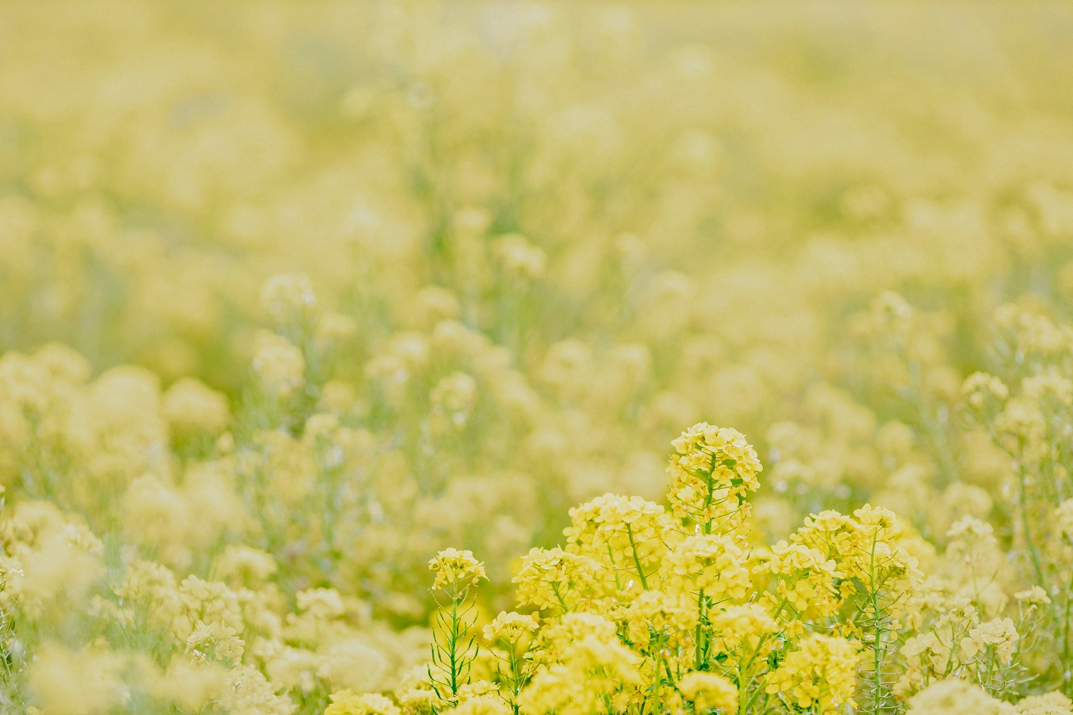 Weicher Hintergrund einer Landschaft voller gelber Blumen