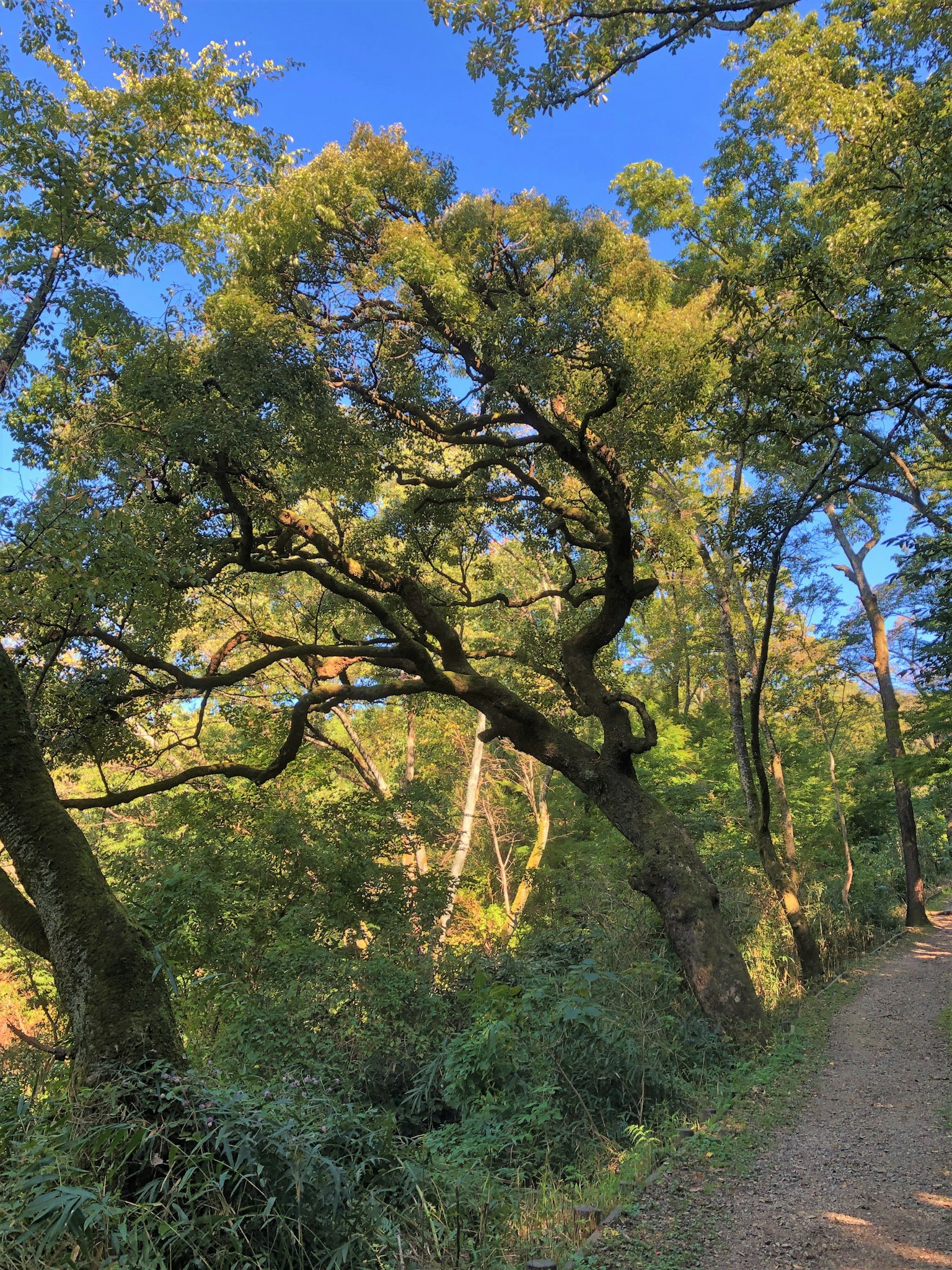 Sendero forestal exuberante con un árbol que se eleva hacia el cielo azul