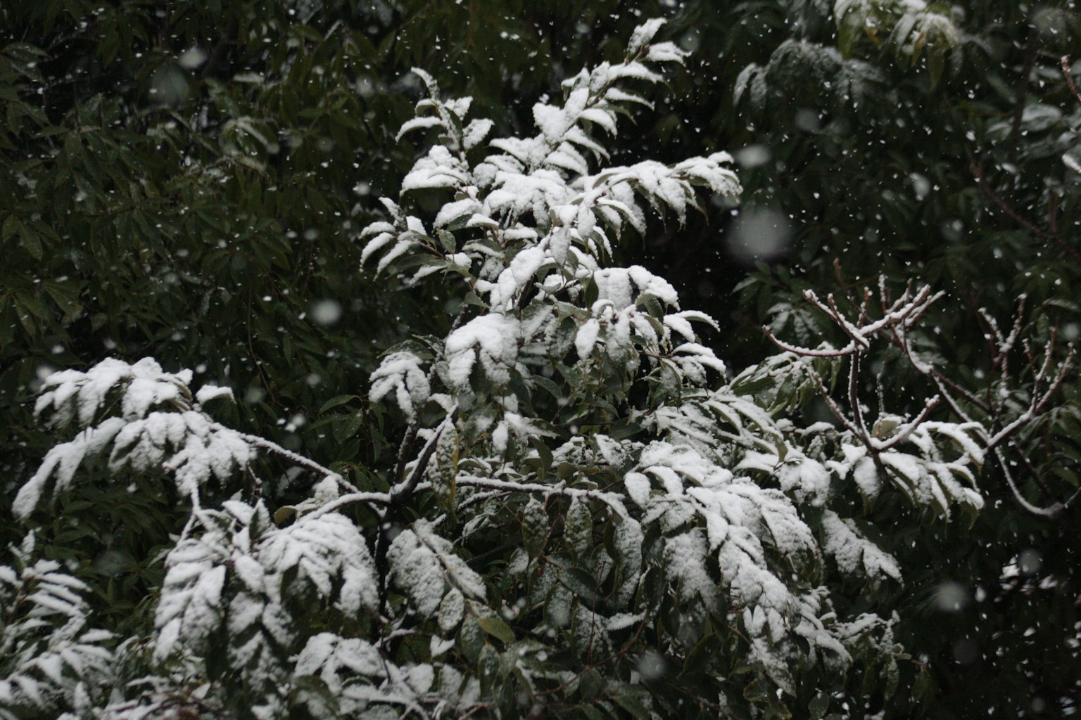 Branches d'un arbre avec des feuilles recouvertes de neige dans un paysage d'hiver