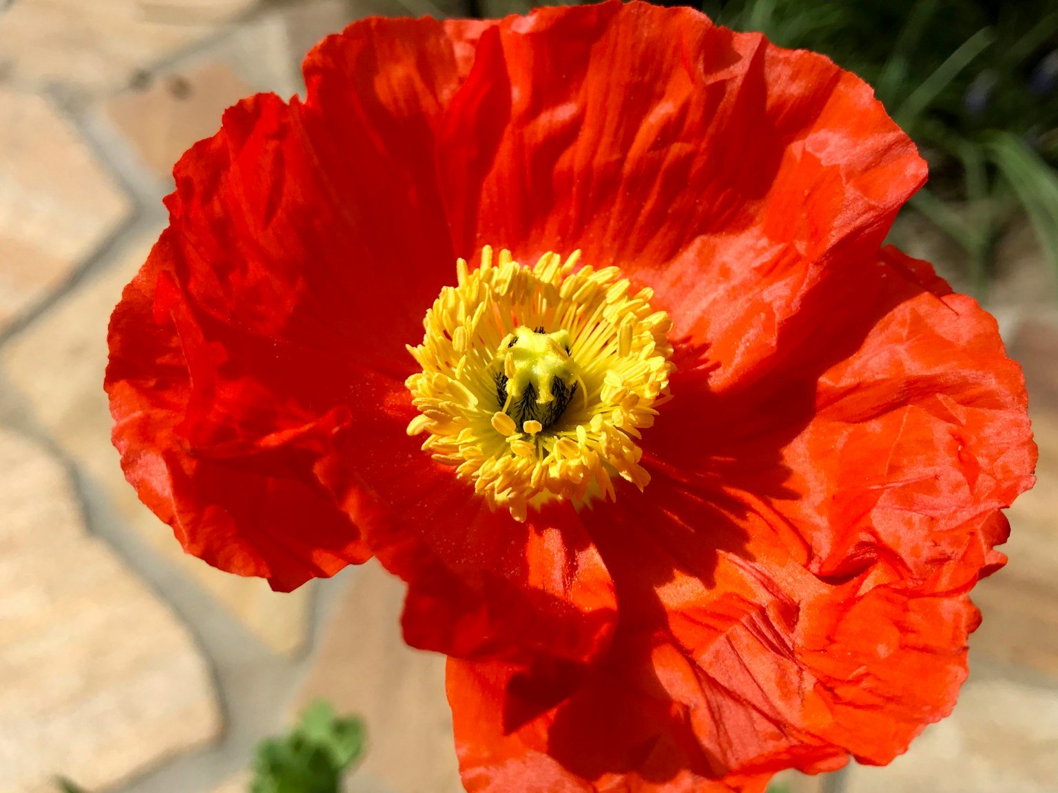 Fleur de pavot magnifique avec des pétales orange vif et un centre jaune