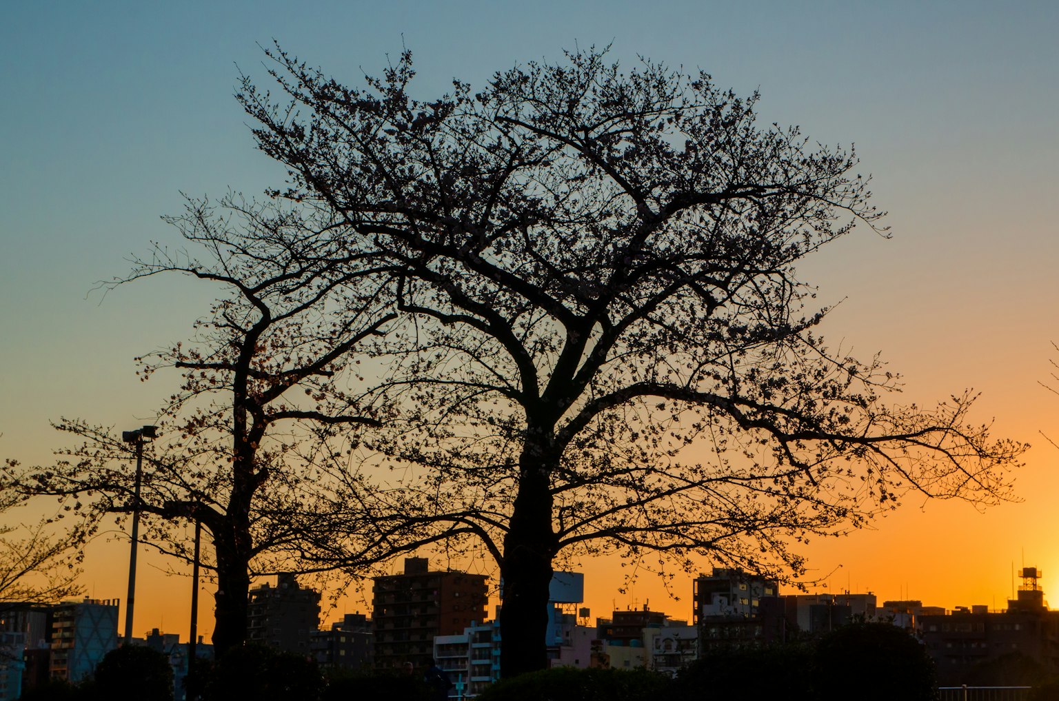 Árboles en silueta contra un atardecer