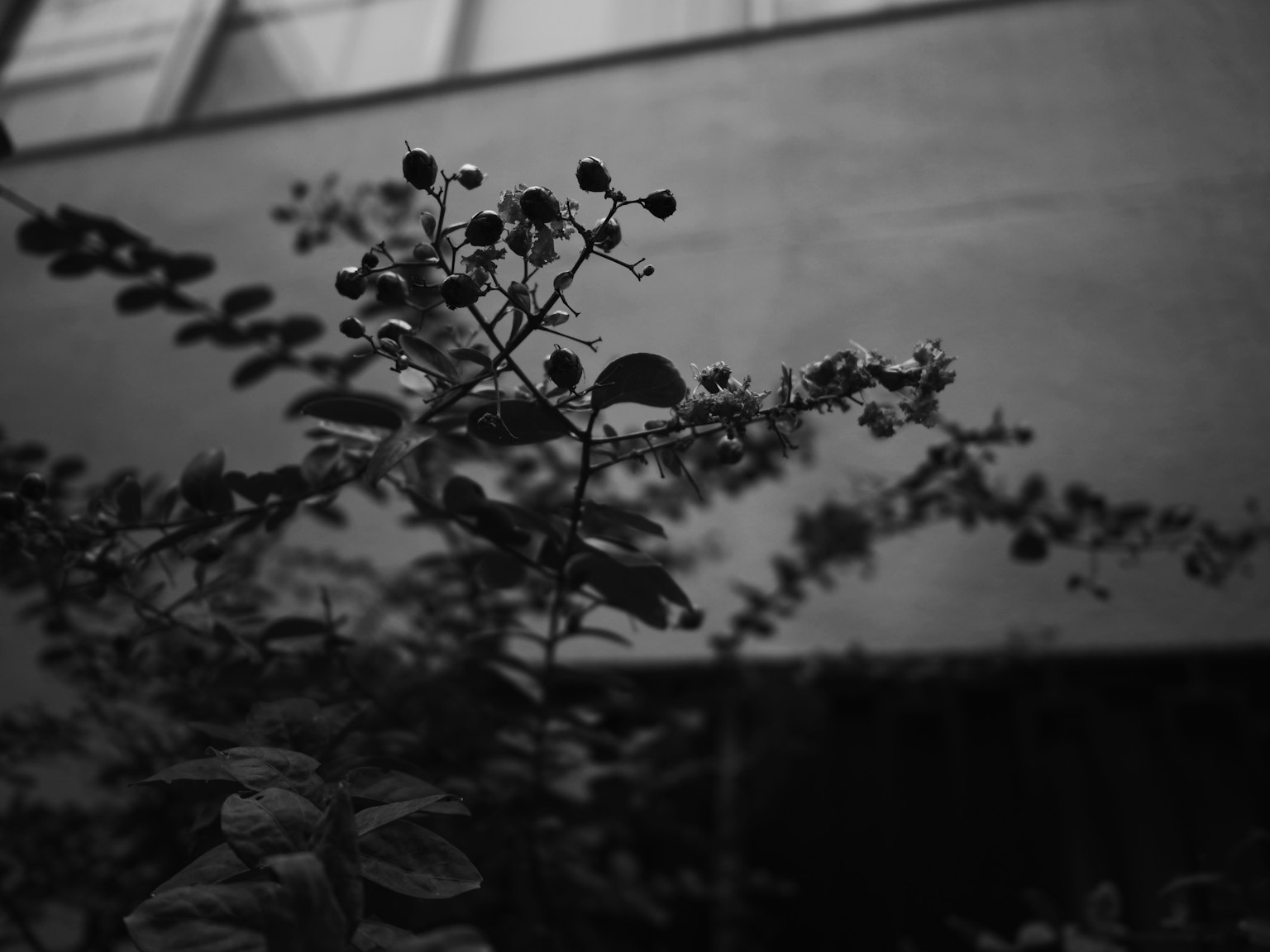 Black and white image featuring plants against a wall