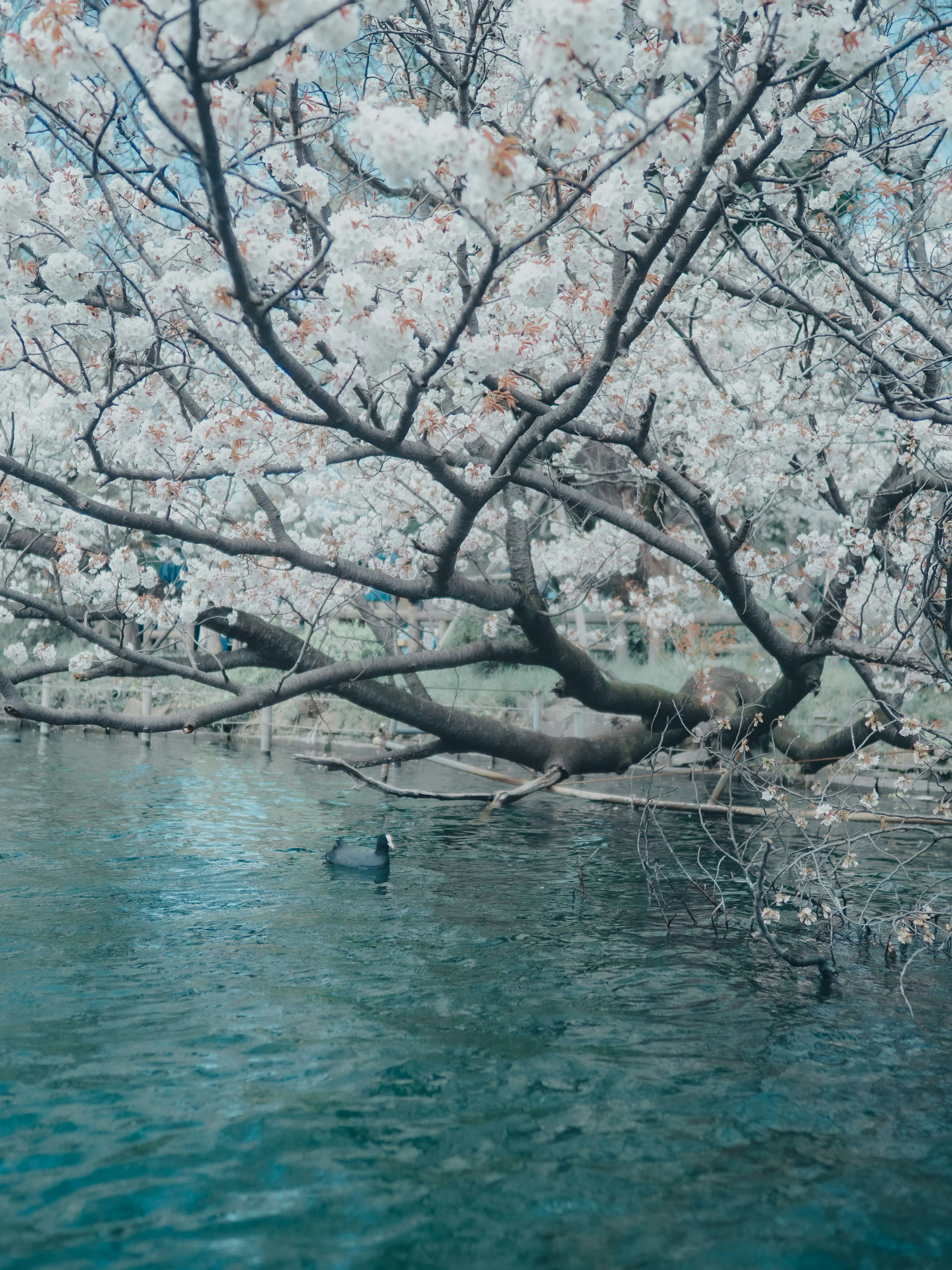 川沿いに咲く桜の枝と水面の風景