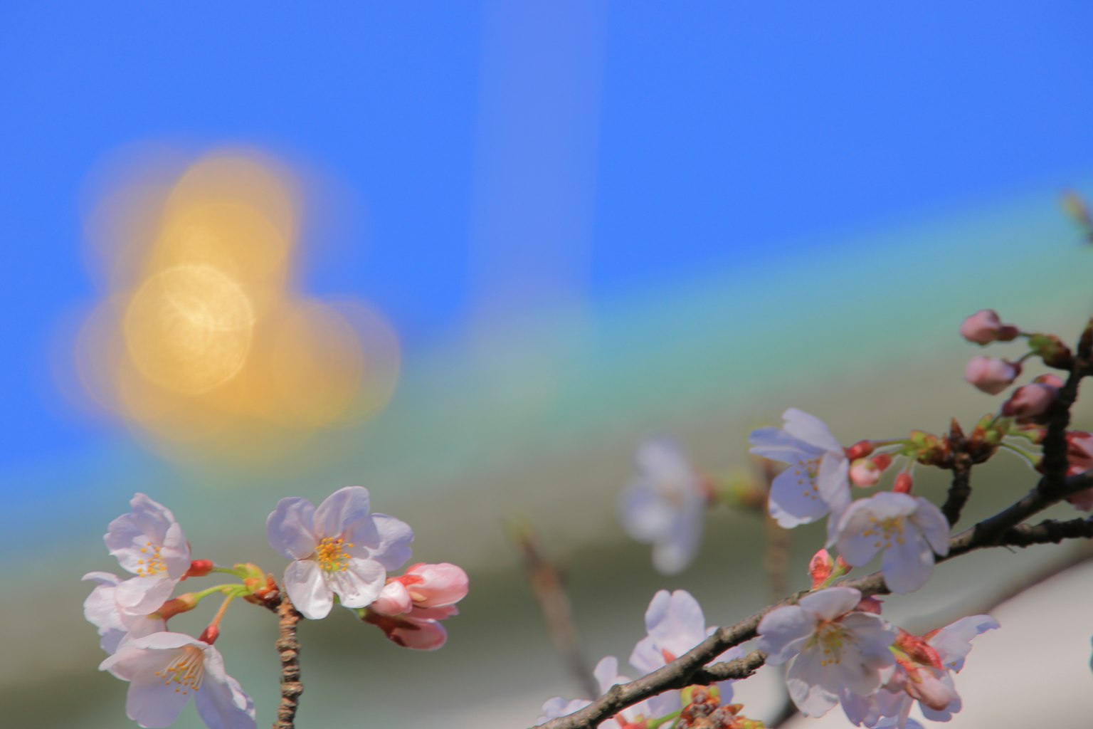 Bunga sakura mekar di latar belakang langit biru dengan cahaya kabur