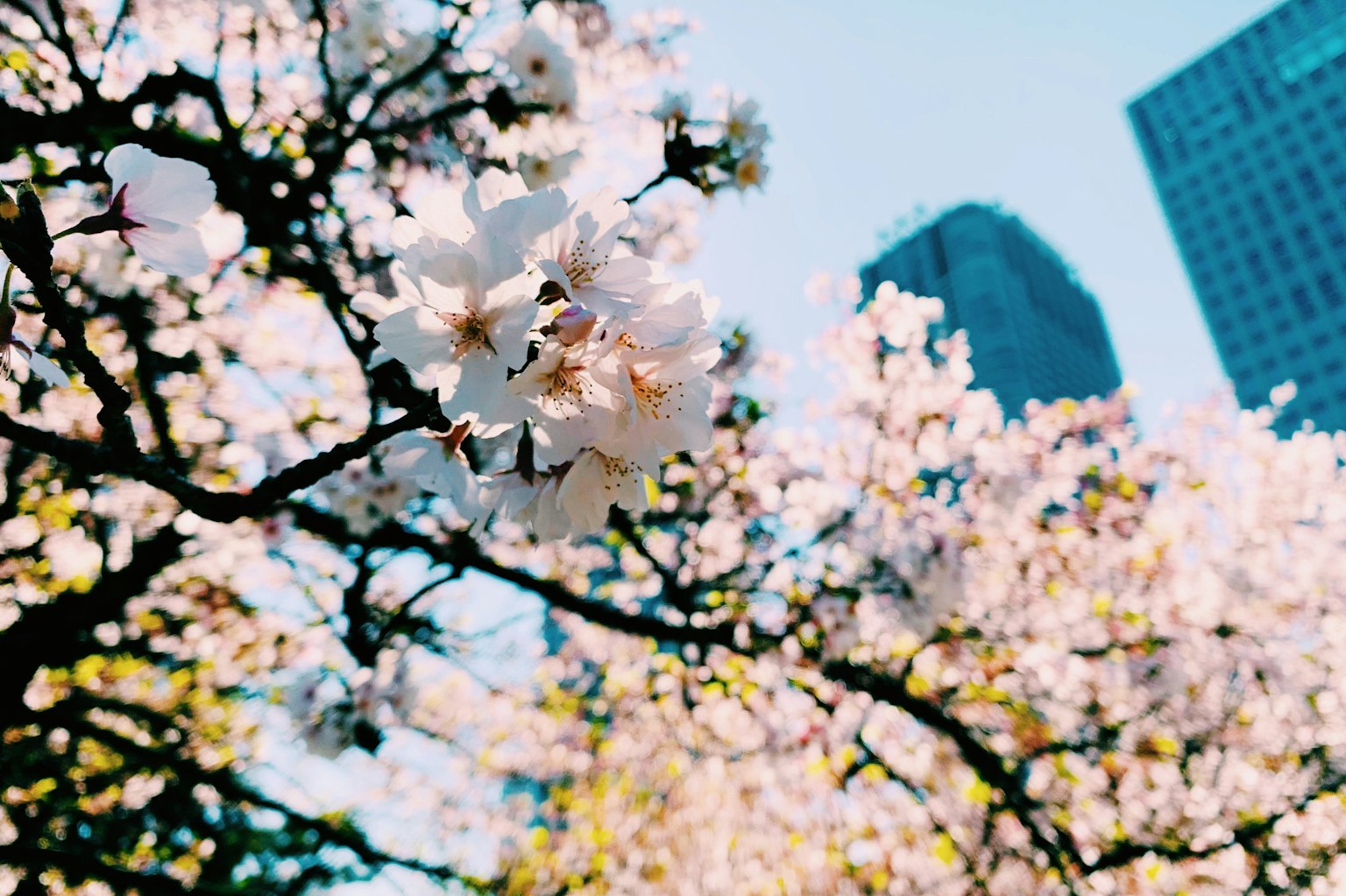 盛開的櫻花樹和背景中的建築