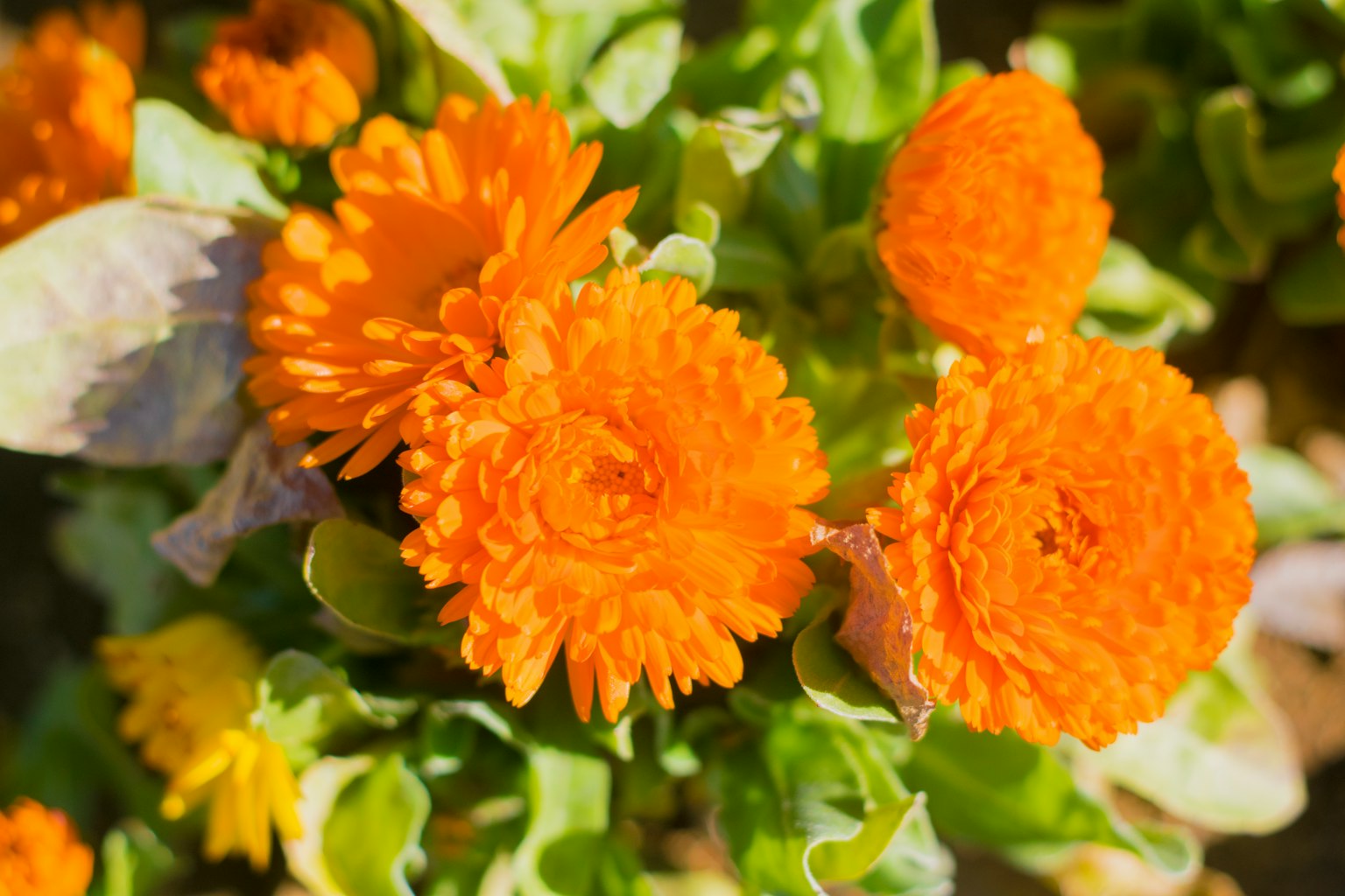 Gros plan de fleurs orange vives en pleine floraison