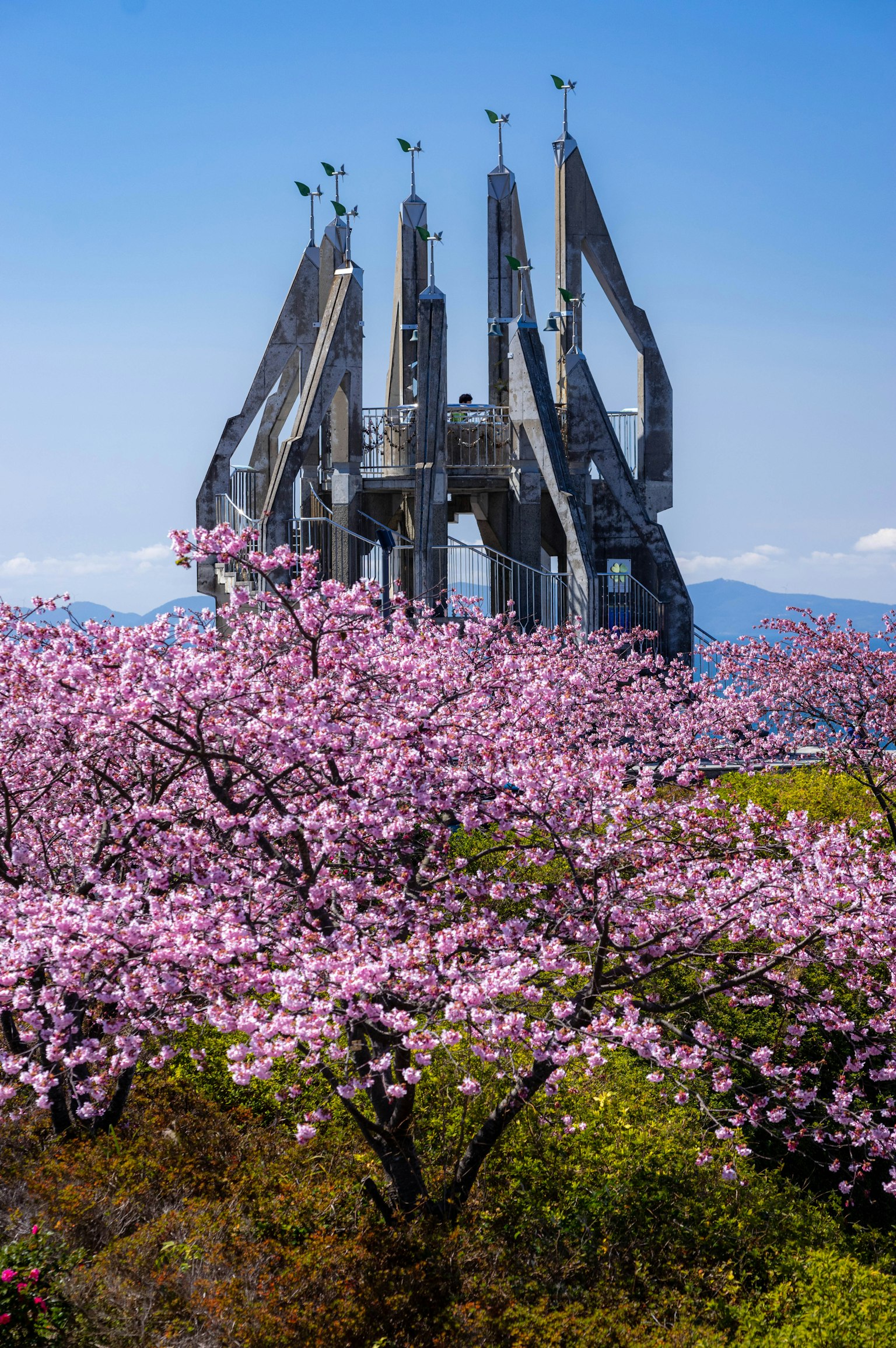 Árbol de cerezo con una torre moderna al fondo