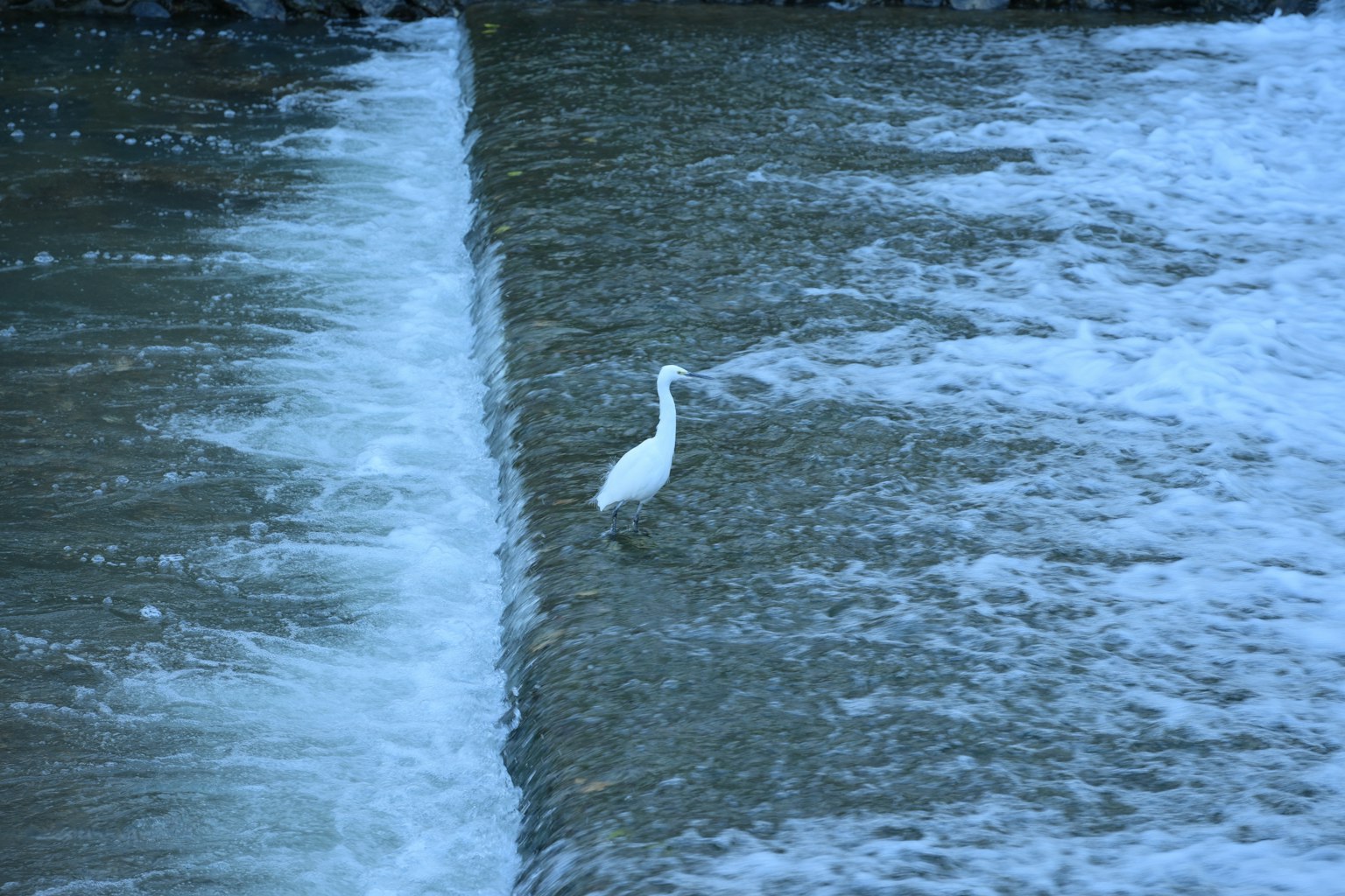 Ein weißer Reiher steht im Wasser