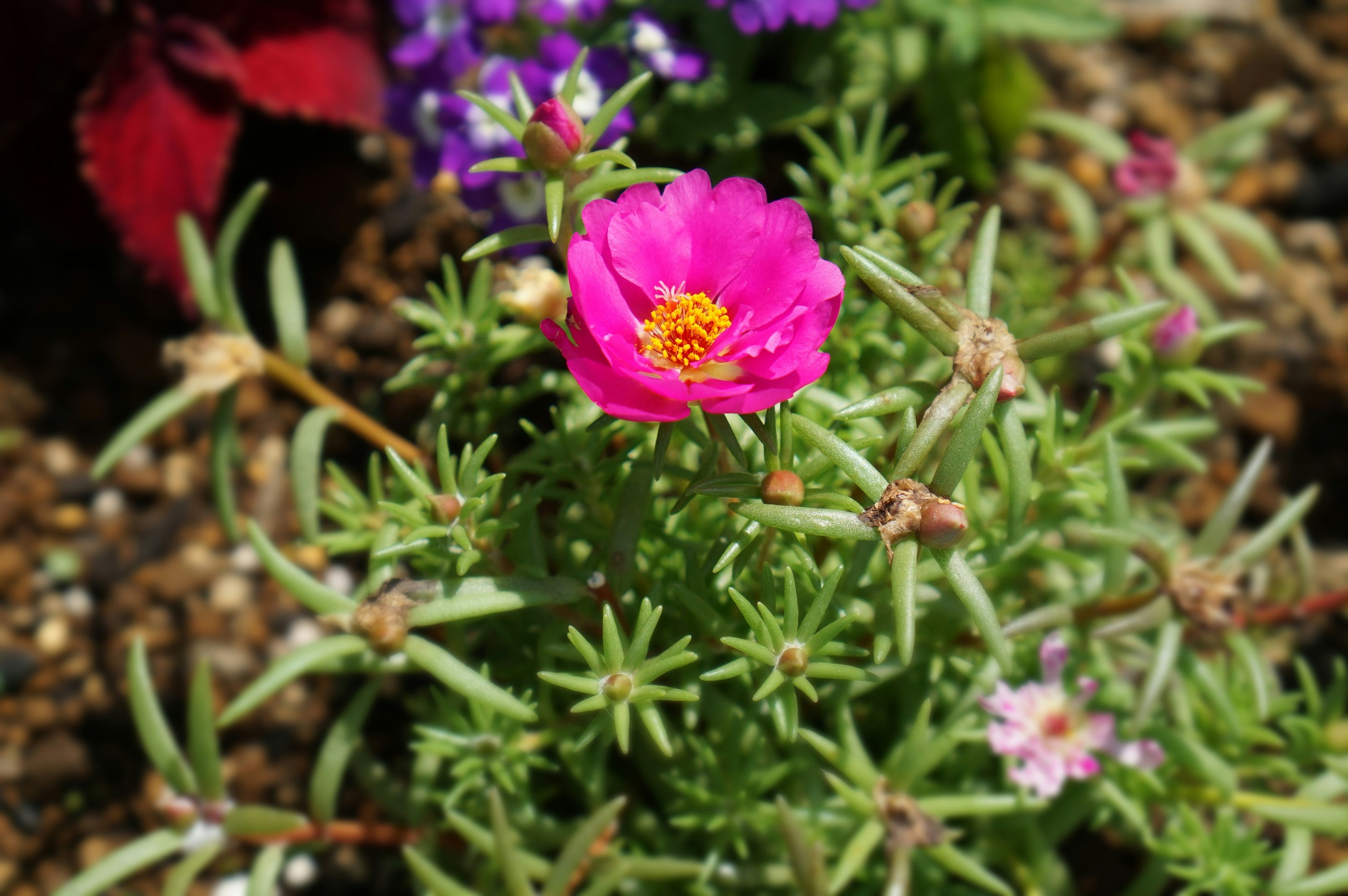 鮮やかなピンクの花が咲く多肉植物の群生