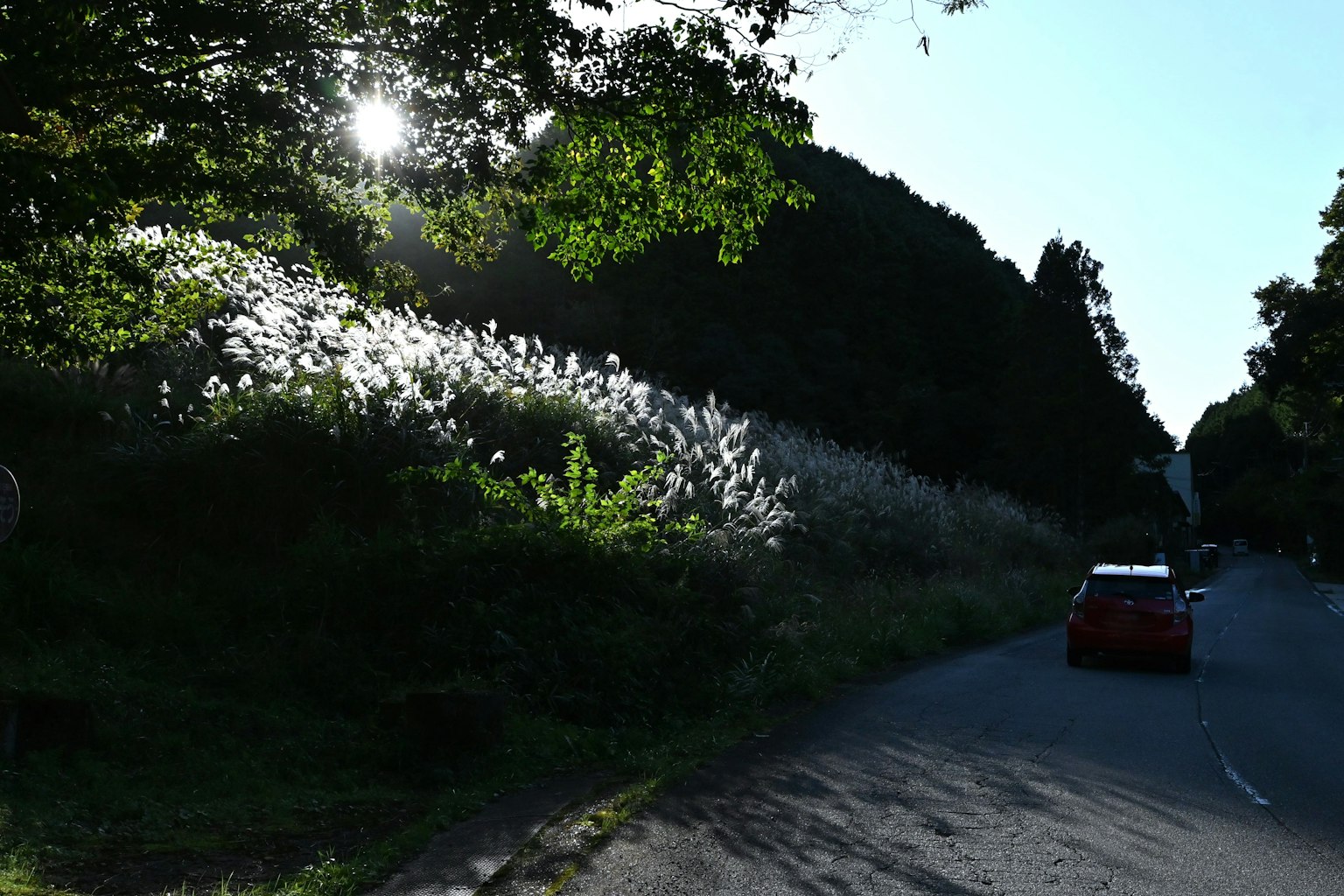 Route pittoresque entourée d'arbres verts avec la lumière du soleil filtrant