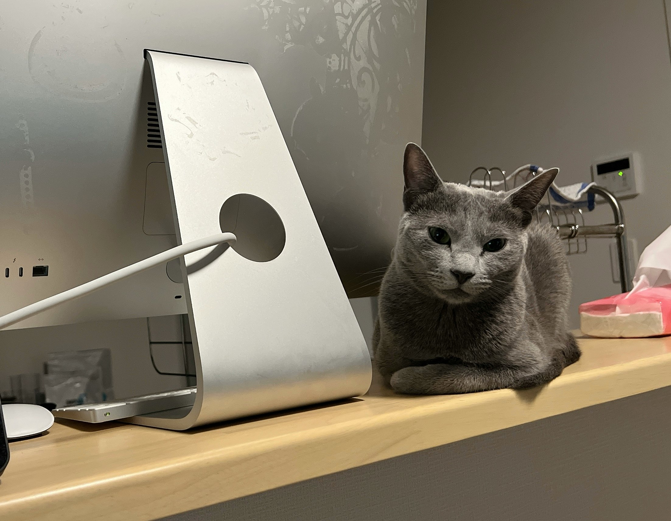 kucing abu-abu bersantai di samping laptop di dalam ruangan