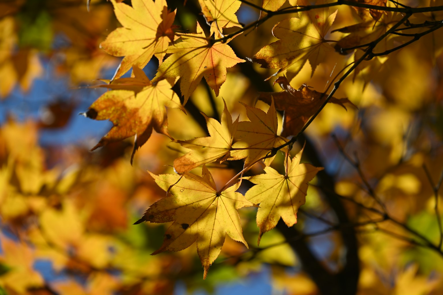 Foglie gialle vibranti brillano sotto il cielo autunnale