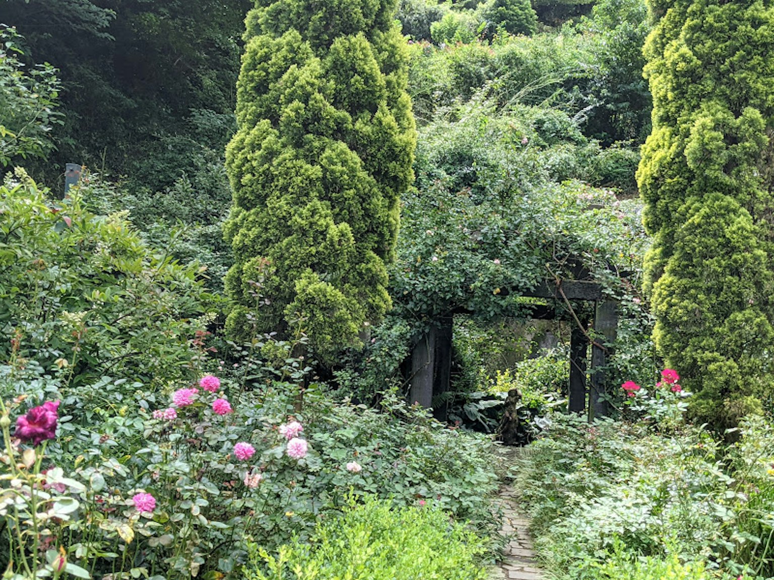 Ein ruhiger Weg umgeben von üppigem Grün und blühenden Rosen