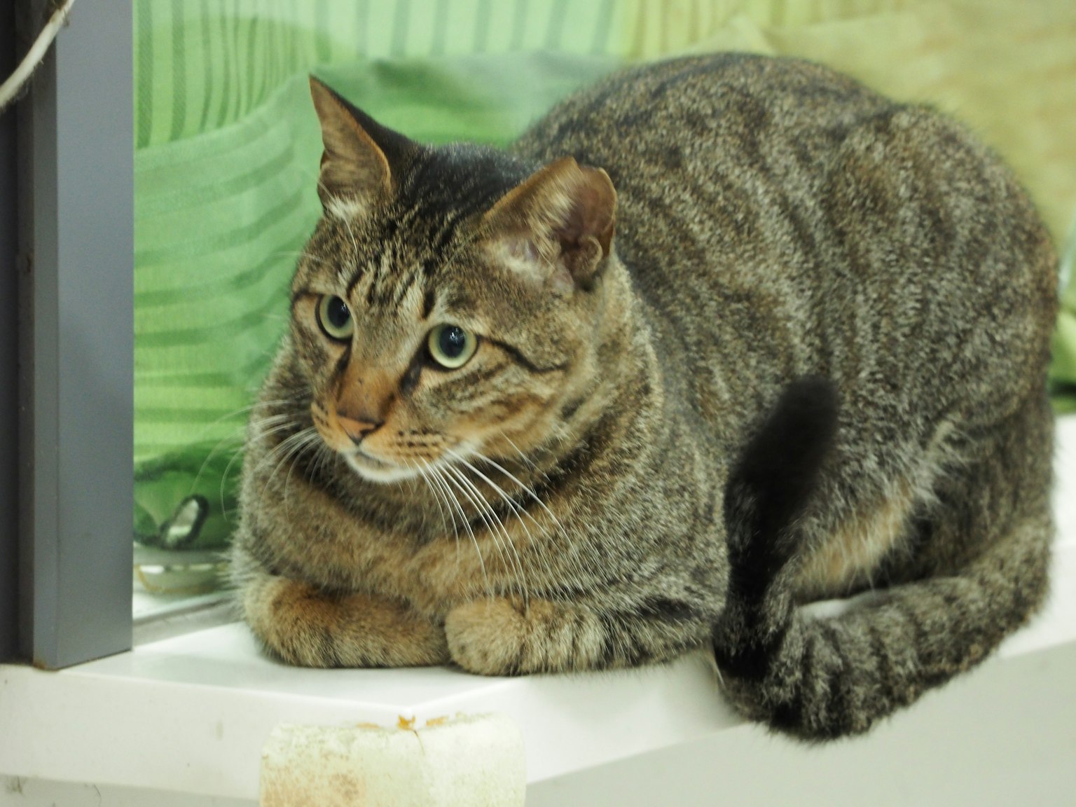 Un gato marrón rayado descansando sobre una superficie blanca