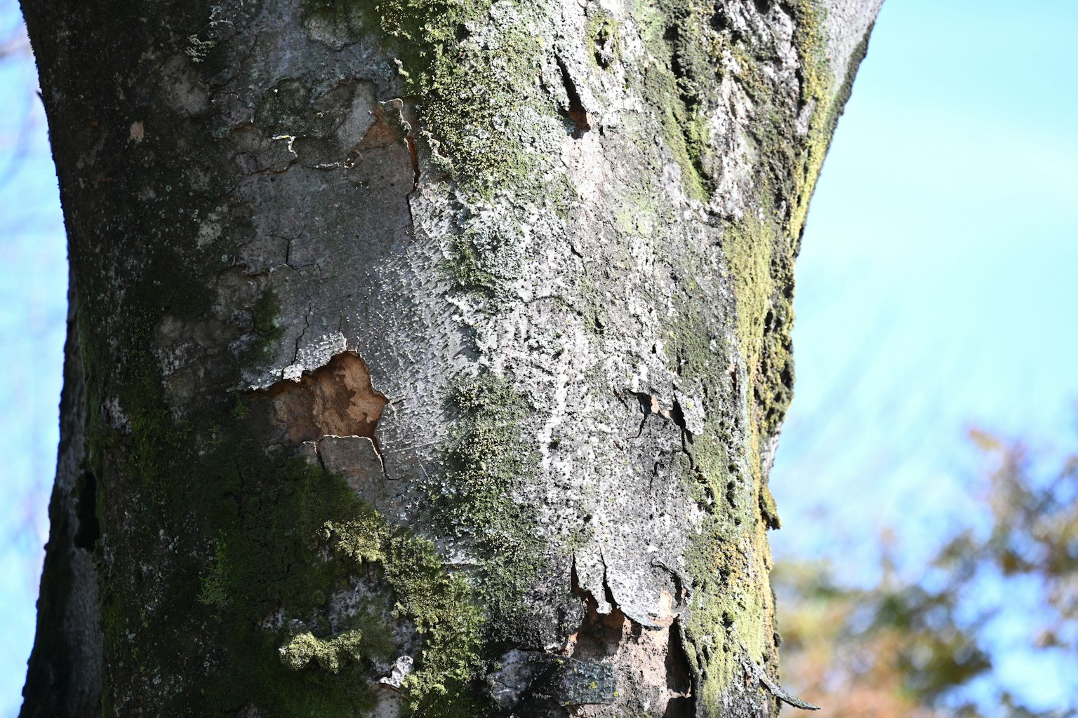 Primo piano di un tronco d'albero che mostra la texture della muschio e della corteccia