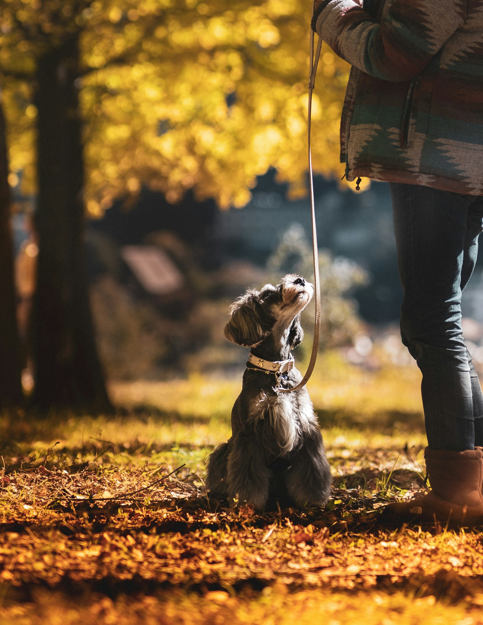 Ein Hund sitzt neben seinem Besitzer in einem herbstlichen Park