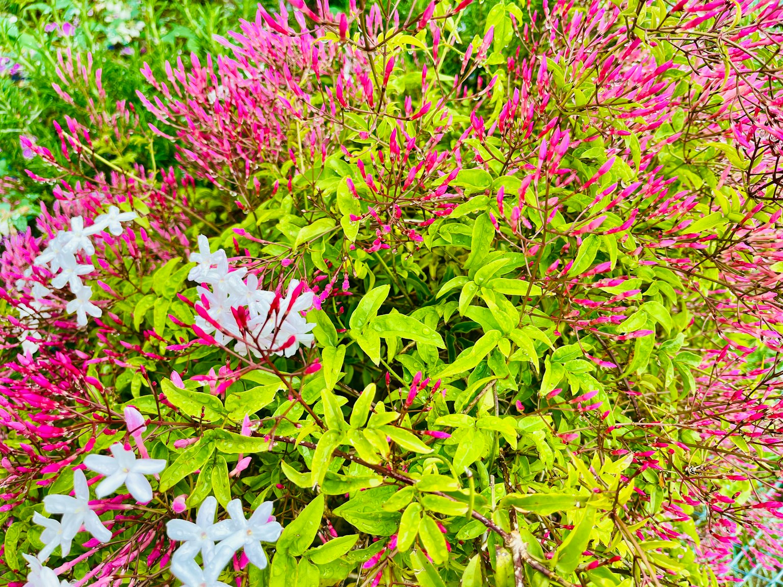 Flores rosas y blancas vibrantes floreciendo entre el follaje verde
