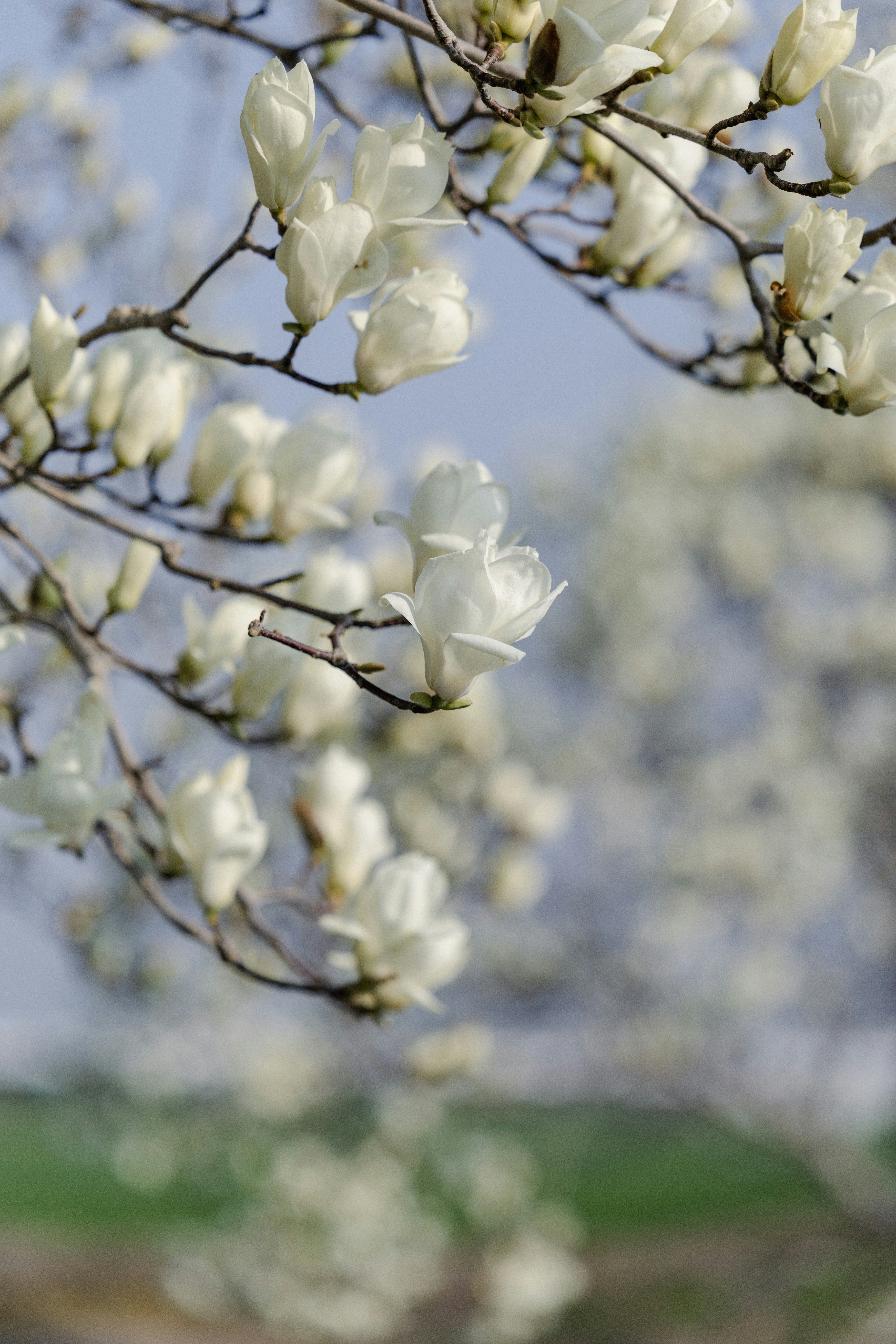 白いハクモクレンの花が枝に咲く春の景色