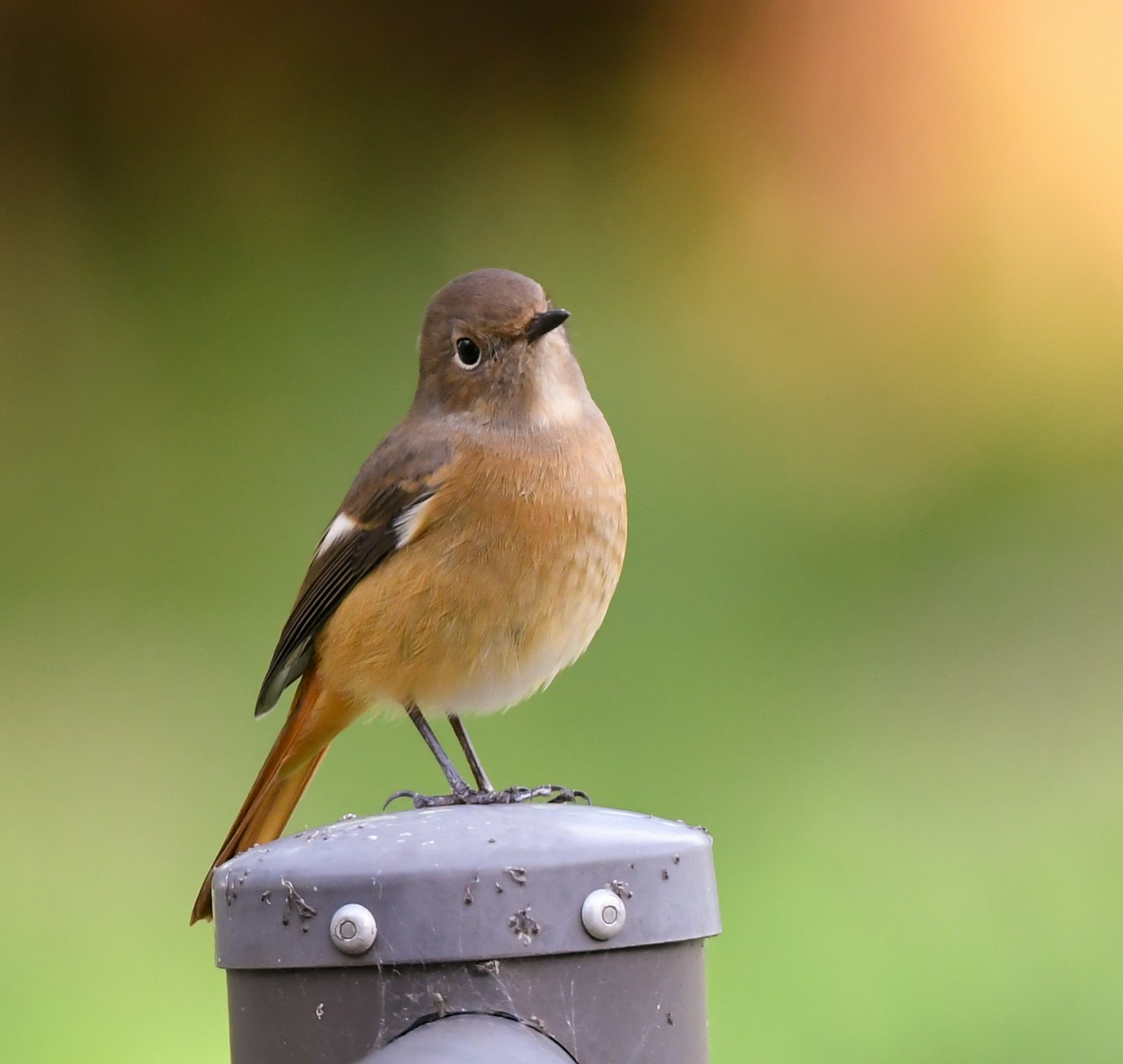 A small bird perched on a pole with a blurred green background