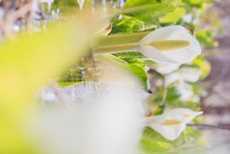 白い花と緑の葉に囲まれた花壇のような風景