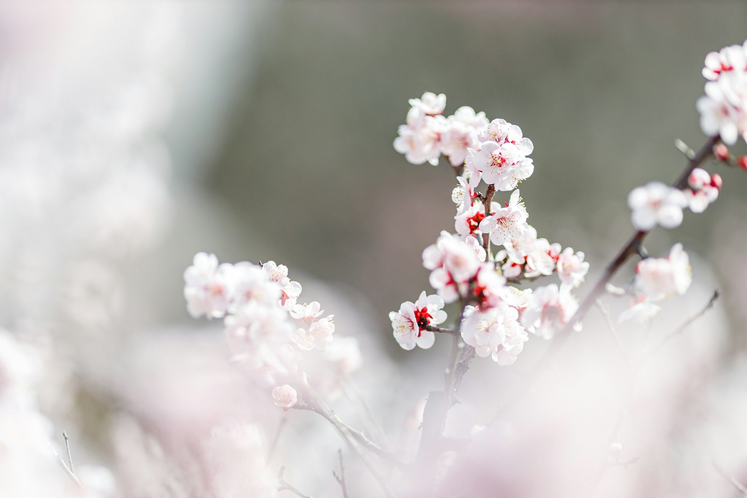 Zarte Kirschblüten in sanften Farben