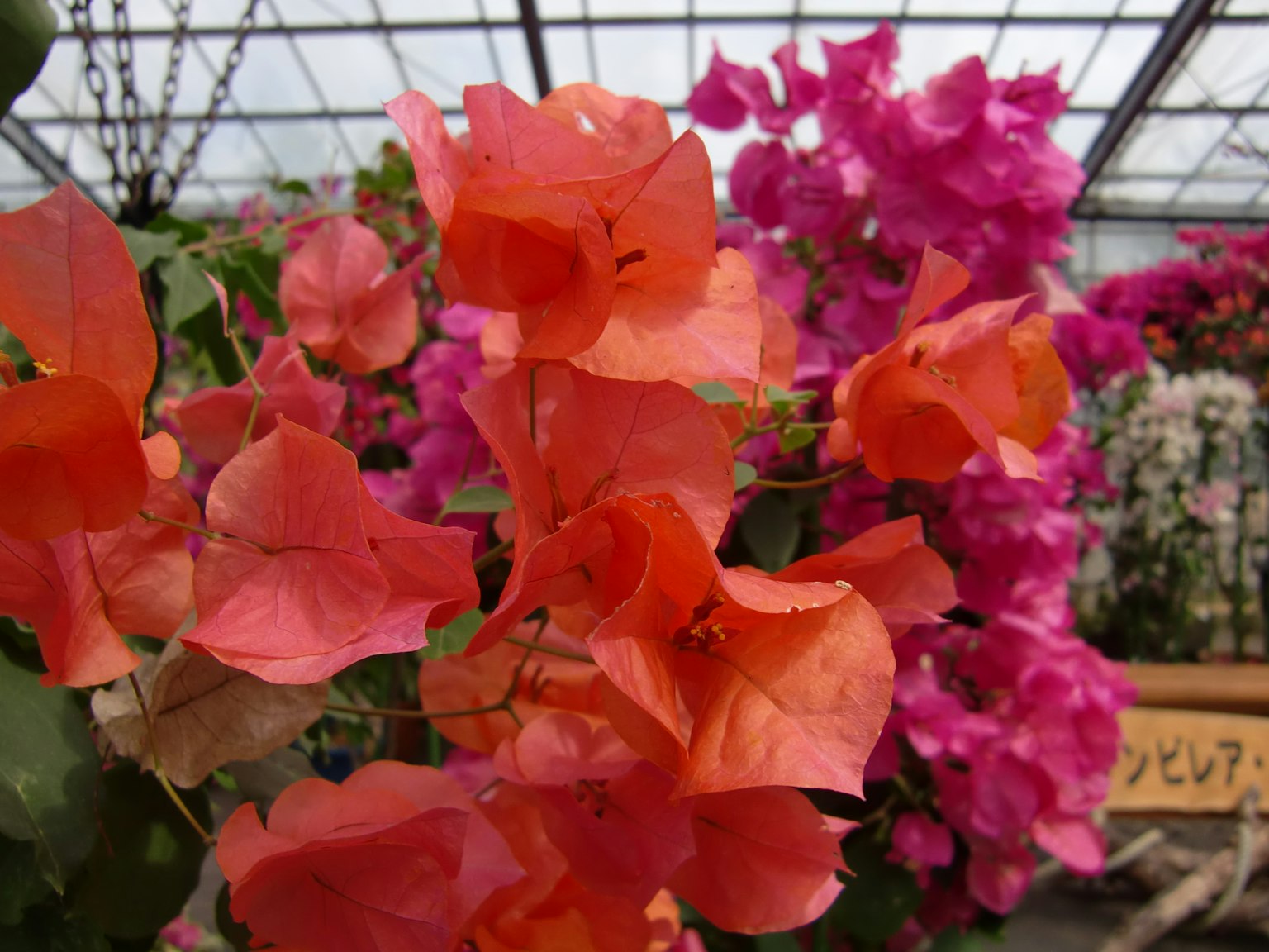 Fiori di bougainvillea arancioni e rosa vibranti che fioriscono in una serra