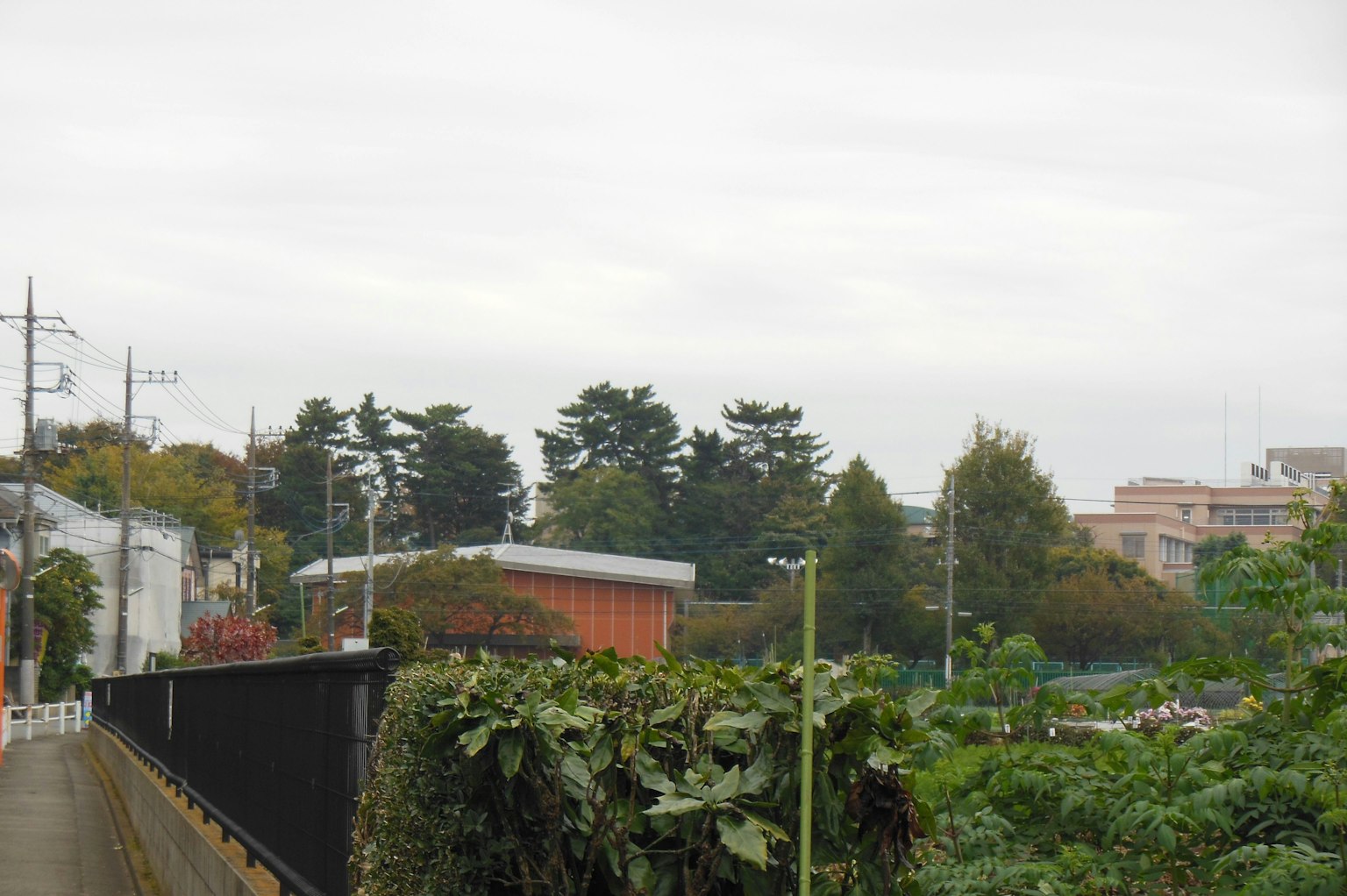 Paesaggio urbano con piante verdi e edifici bassi