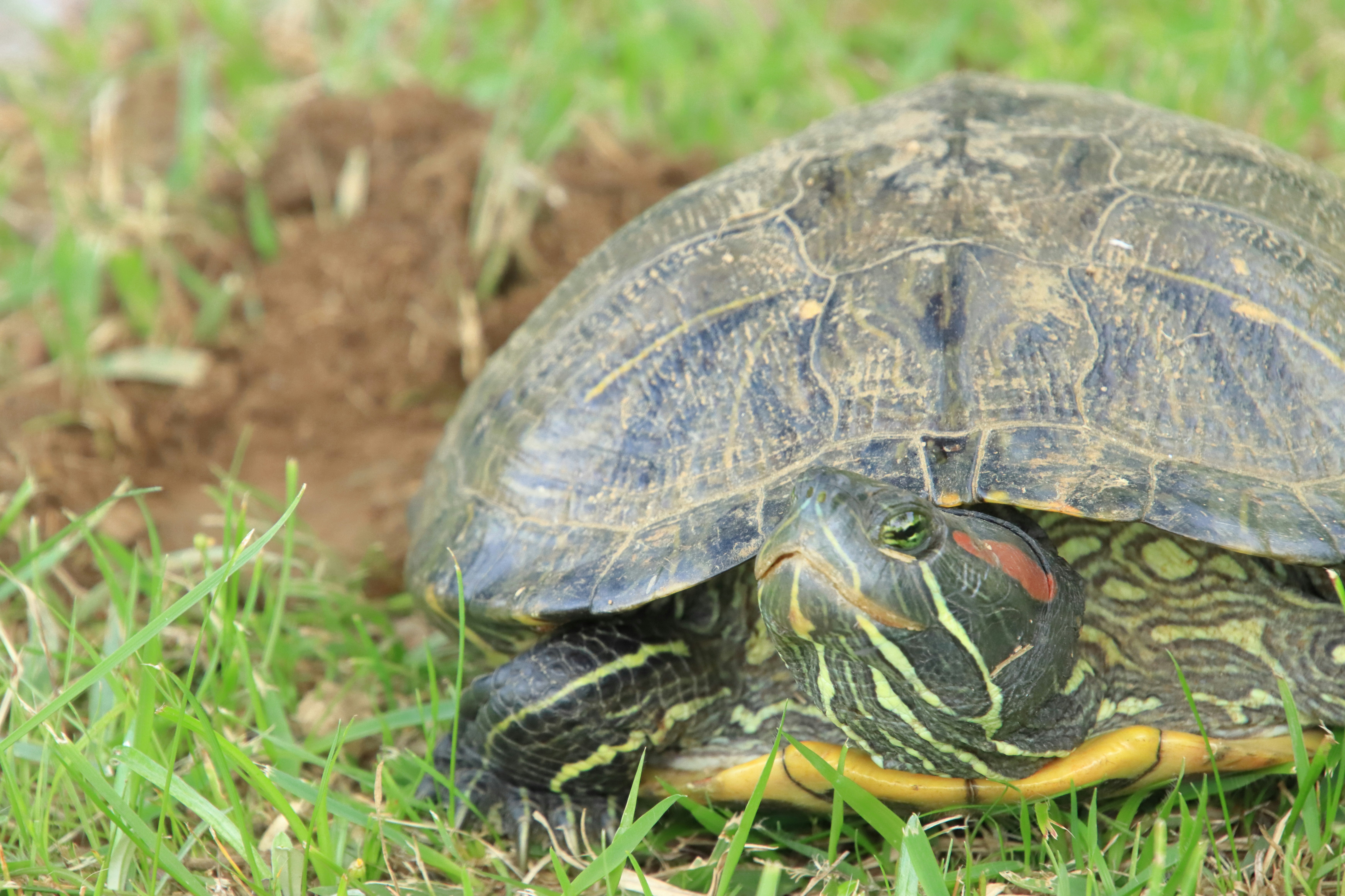 turtle showing its shell in grassy area