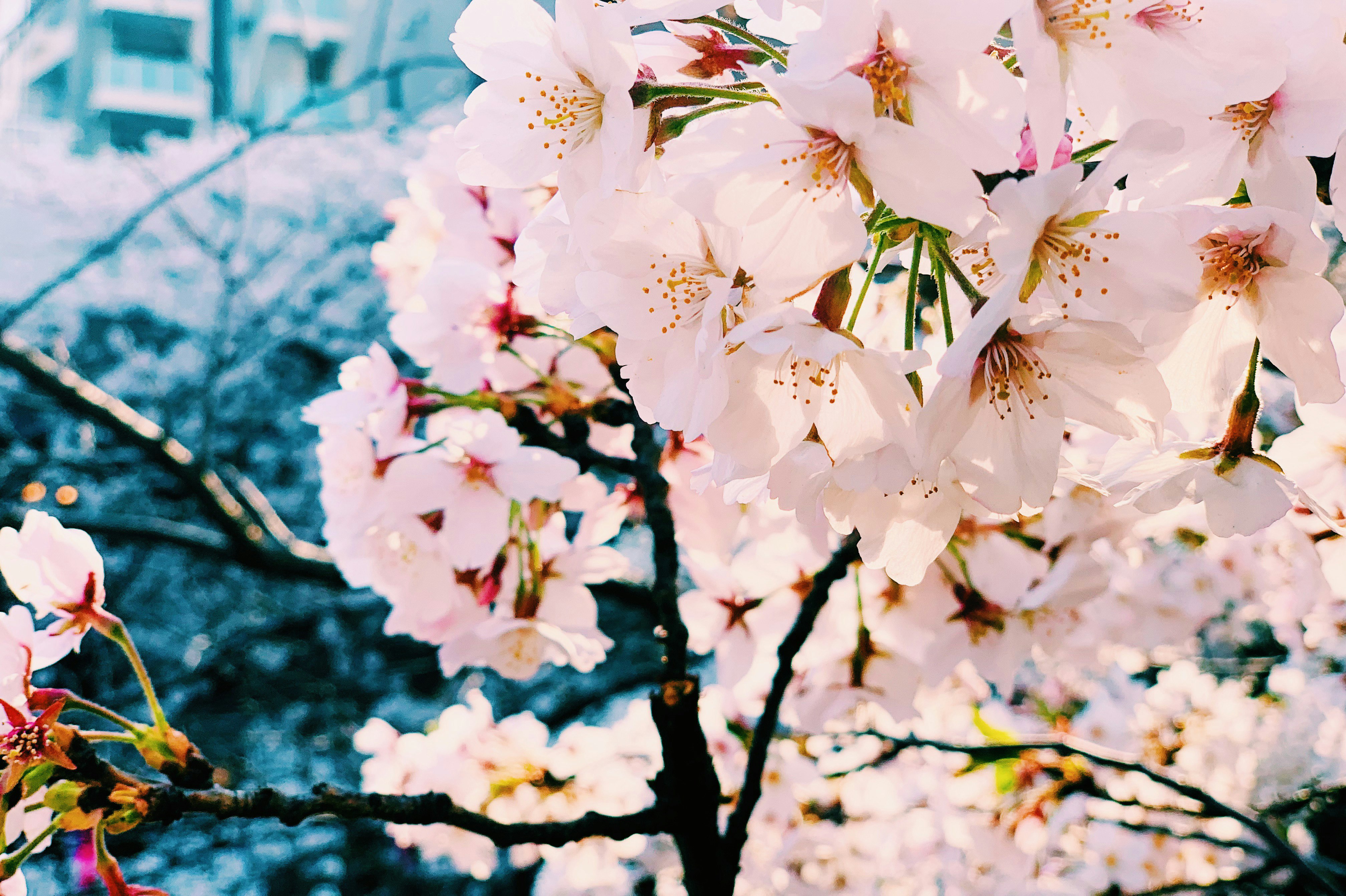 満開の桜の花と青空のような背景の枝先