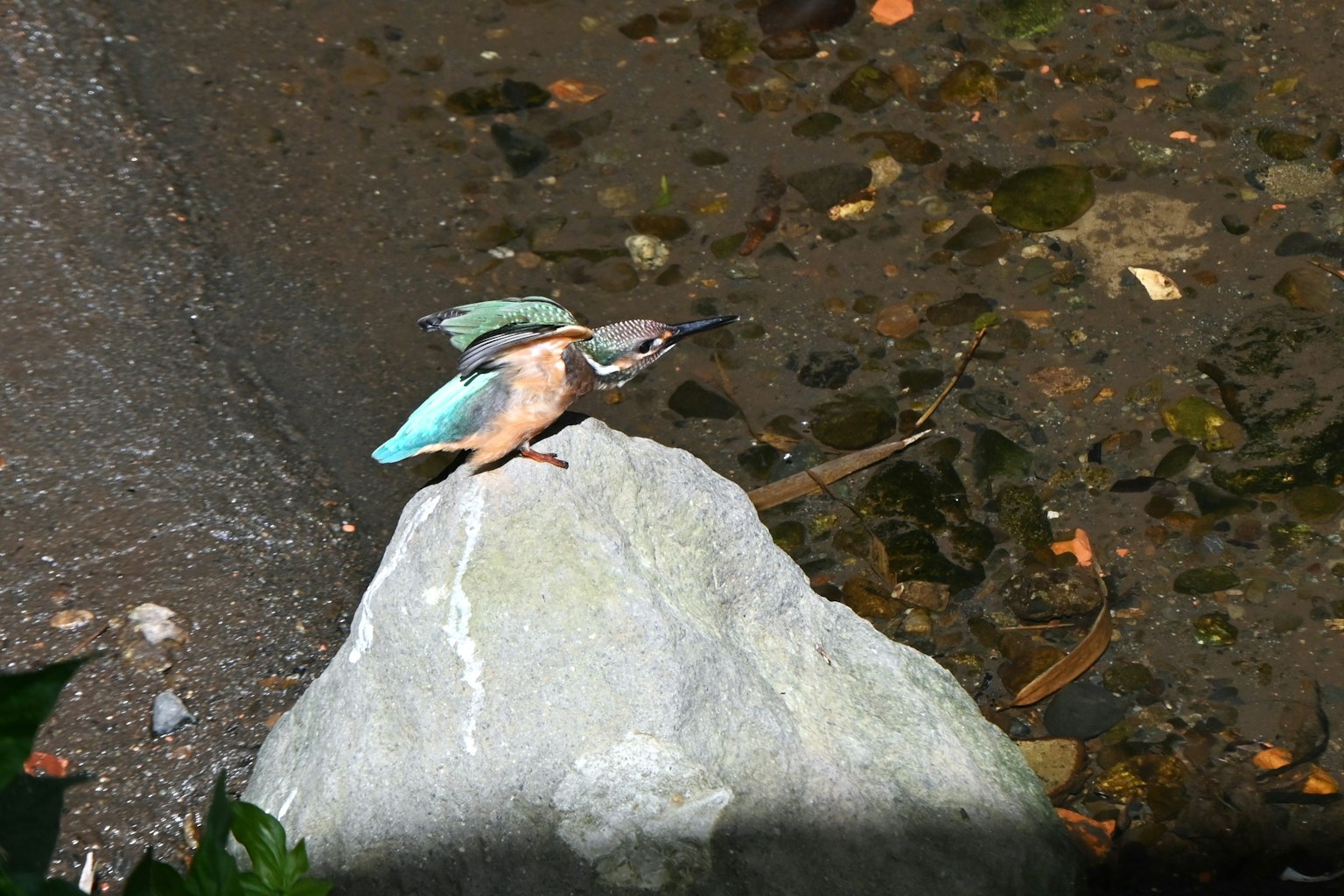 Un martin-pêcheur vibrant perché sur une pierre montrant des plumes bleues et orange vif