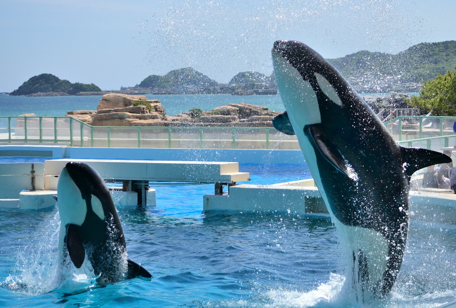 Dos orcas saltando en una piscina azul con un fondo pintoresco