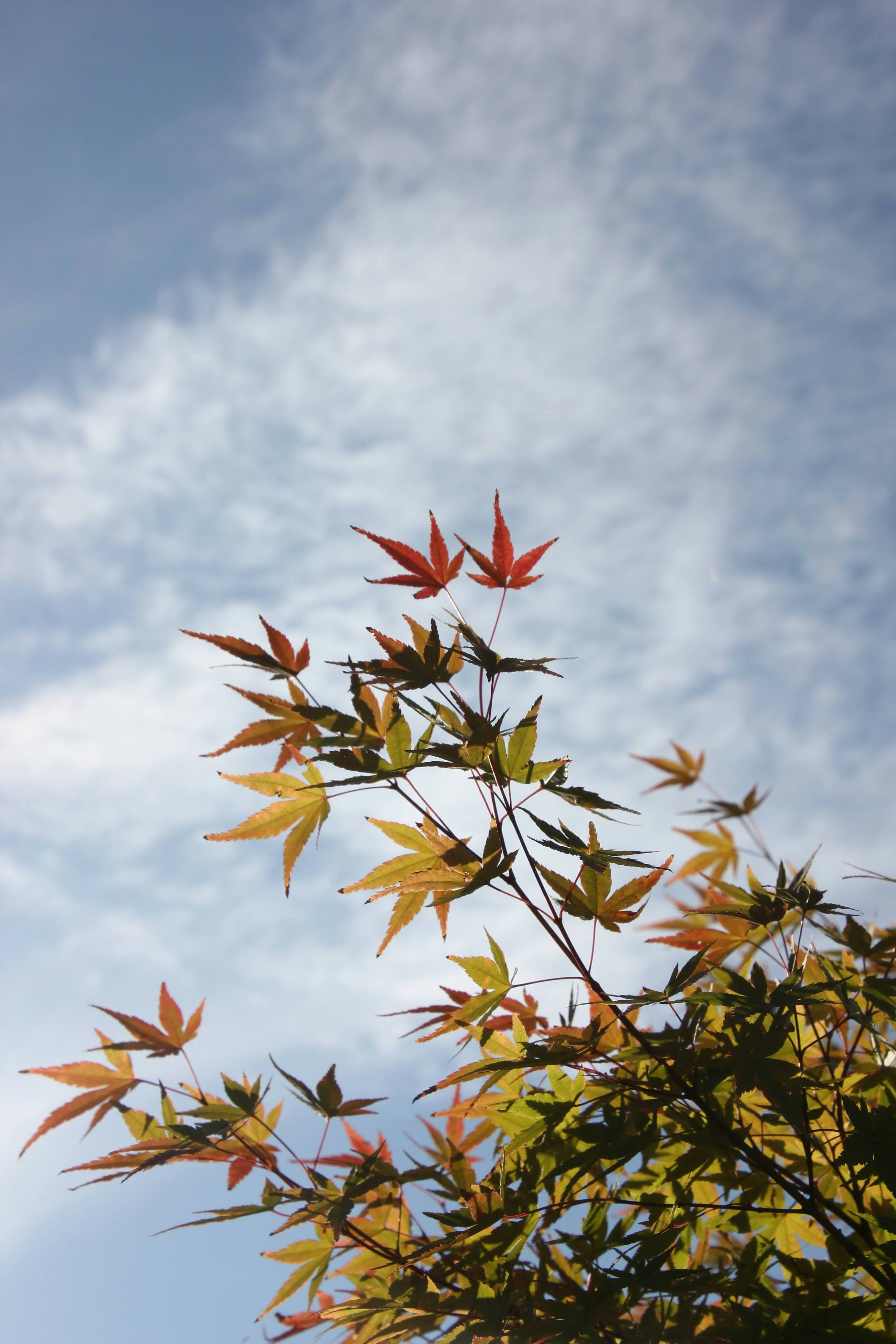 秋空に映える紅葉の枝先