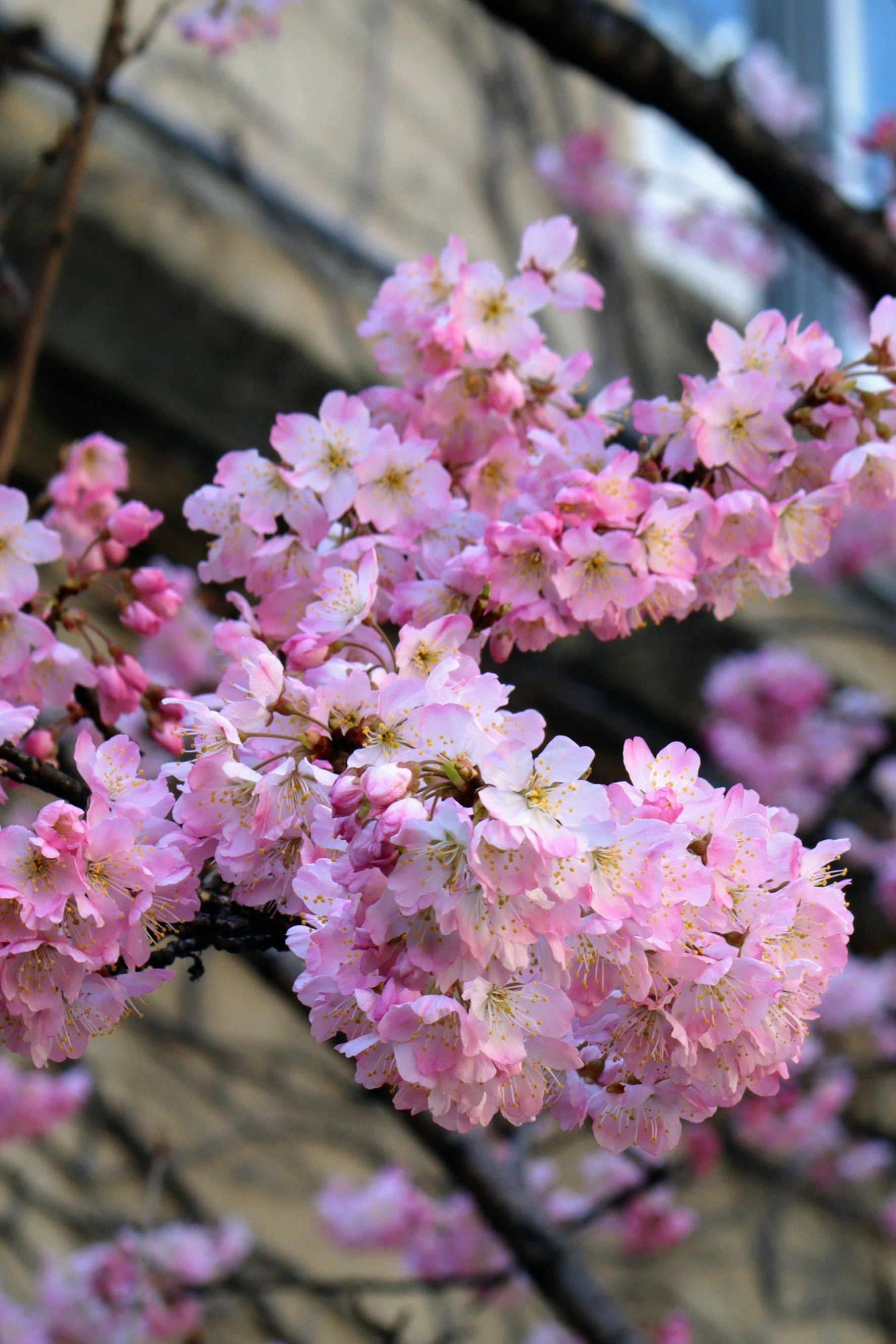 Pink cherry blossoms on a spring branch