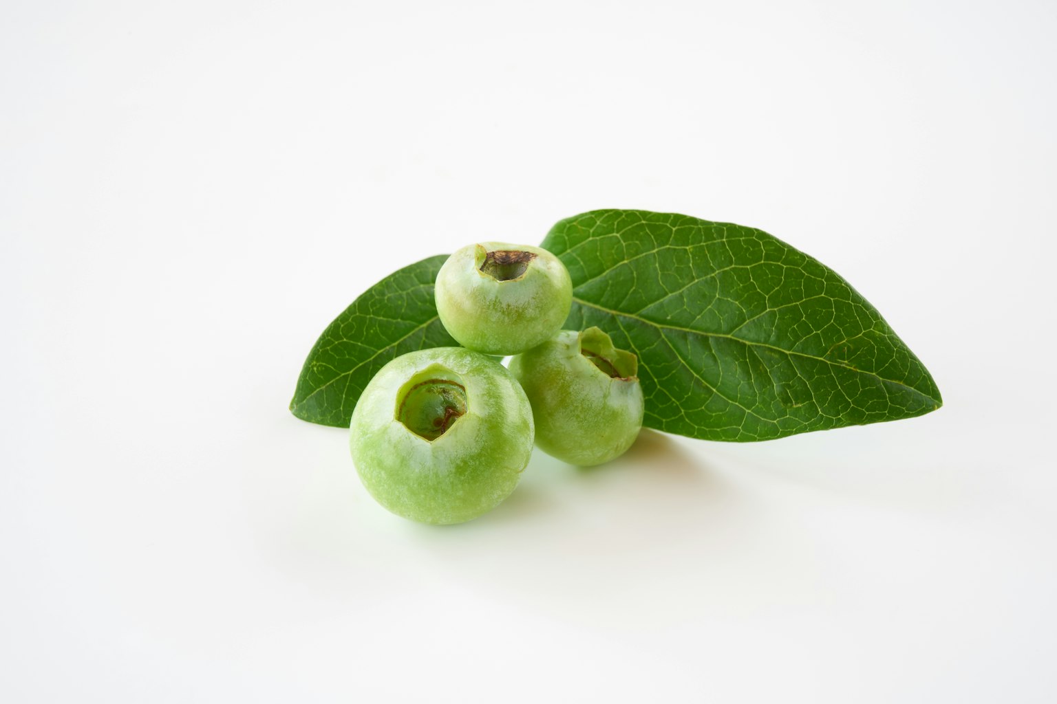 Tres bayas verdes con una hoja sobre un fondo blanco