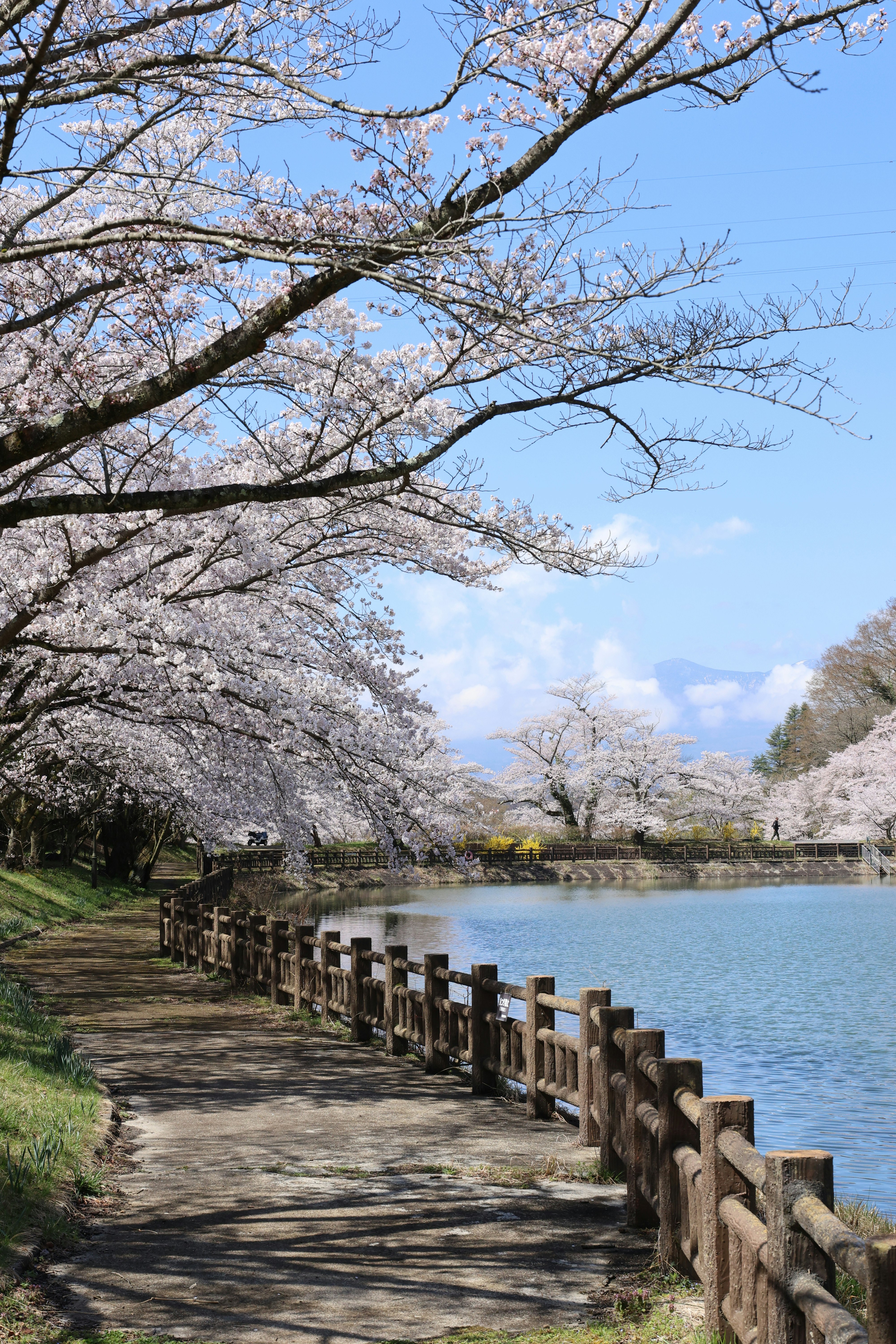 福島市の花見山近くの茶屋沼で咲く桜並木と池の景色