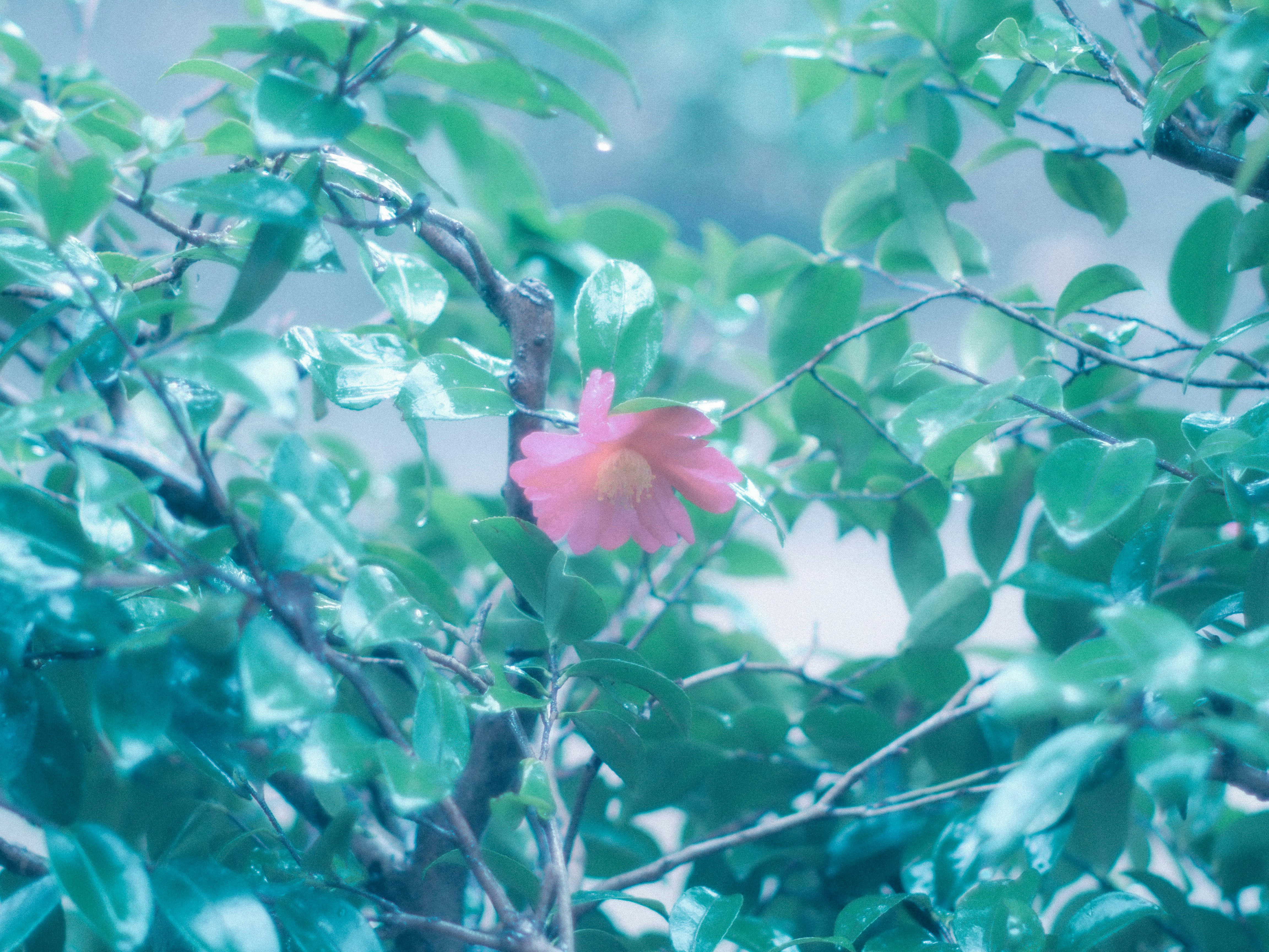 緑の葉の間に咲くピンクの花のクローズアップ