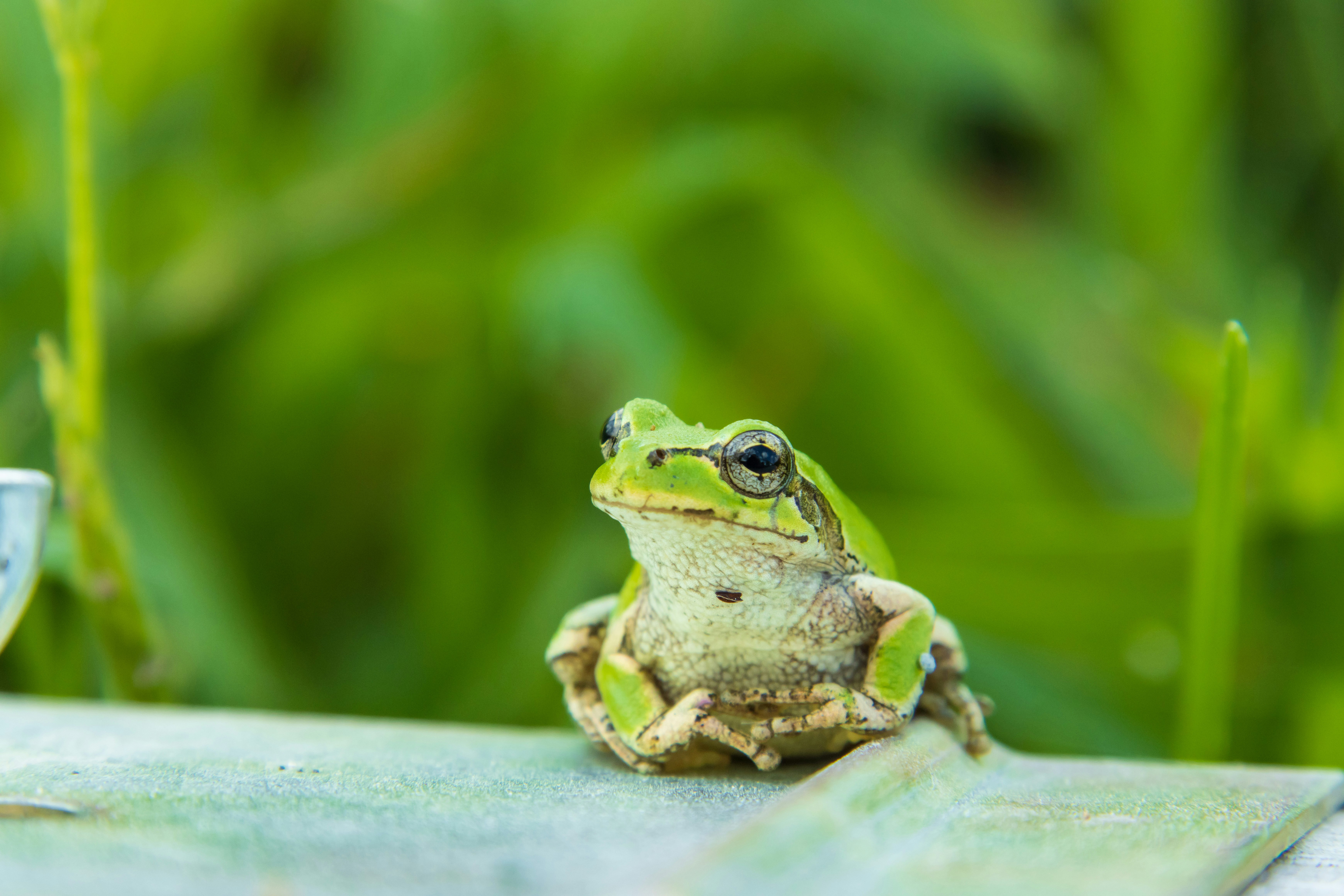 a frog sitting on green grass